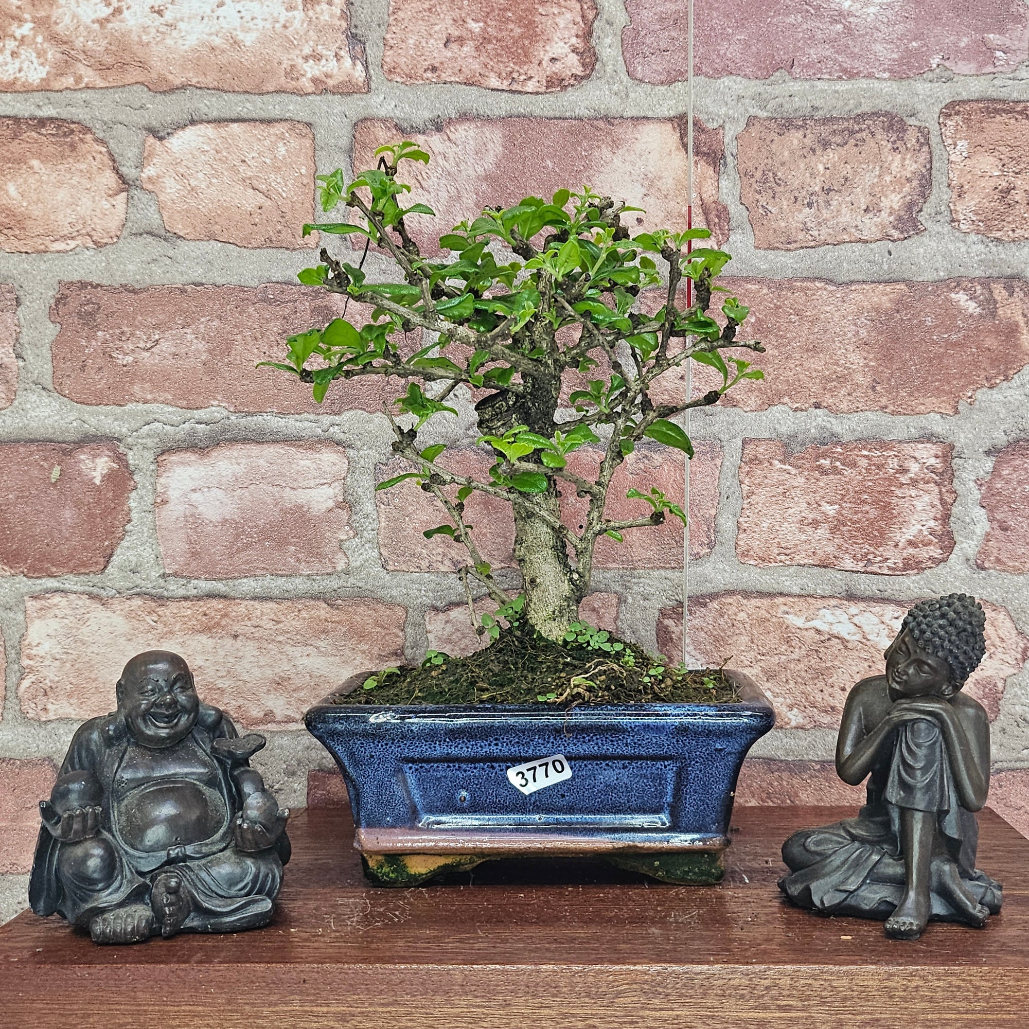 Fukien Tea Tree (Carmona Retusa) Bonsai Tree | Broom | In 15cm Pot  | S251962