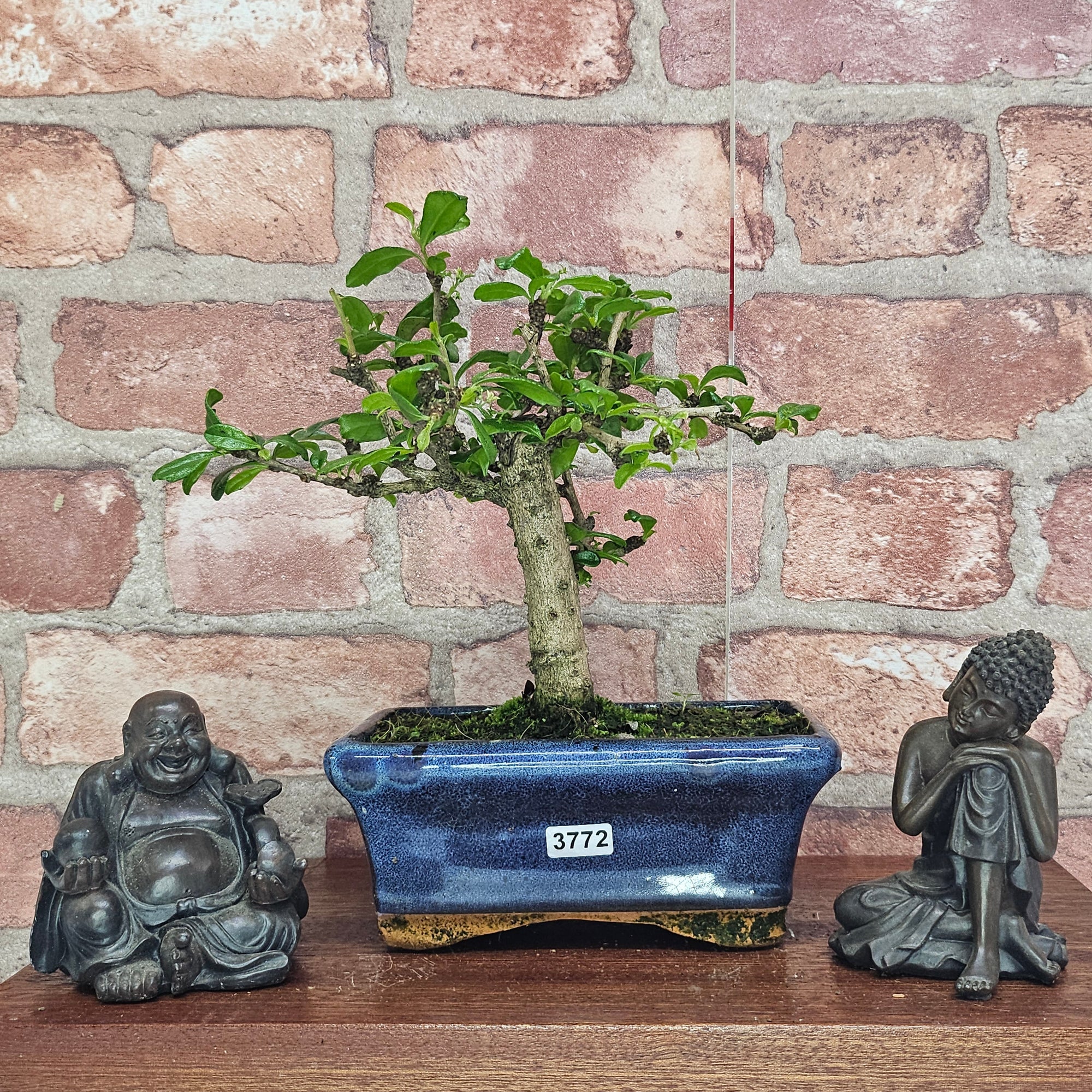 Fukien Tea Tree (Carmona Retusa) Bonsai Tree | Broom | In 15cm Pot  | S251962