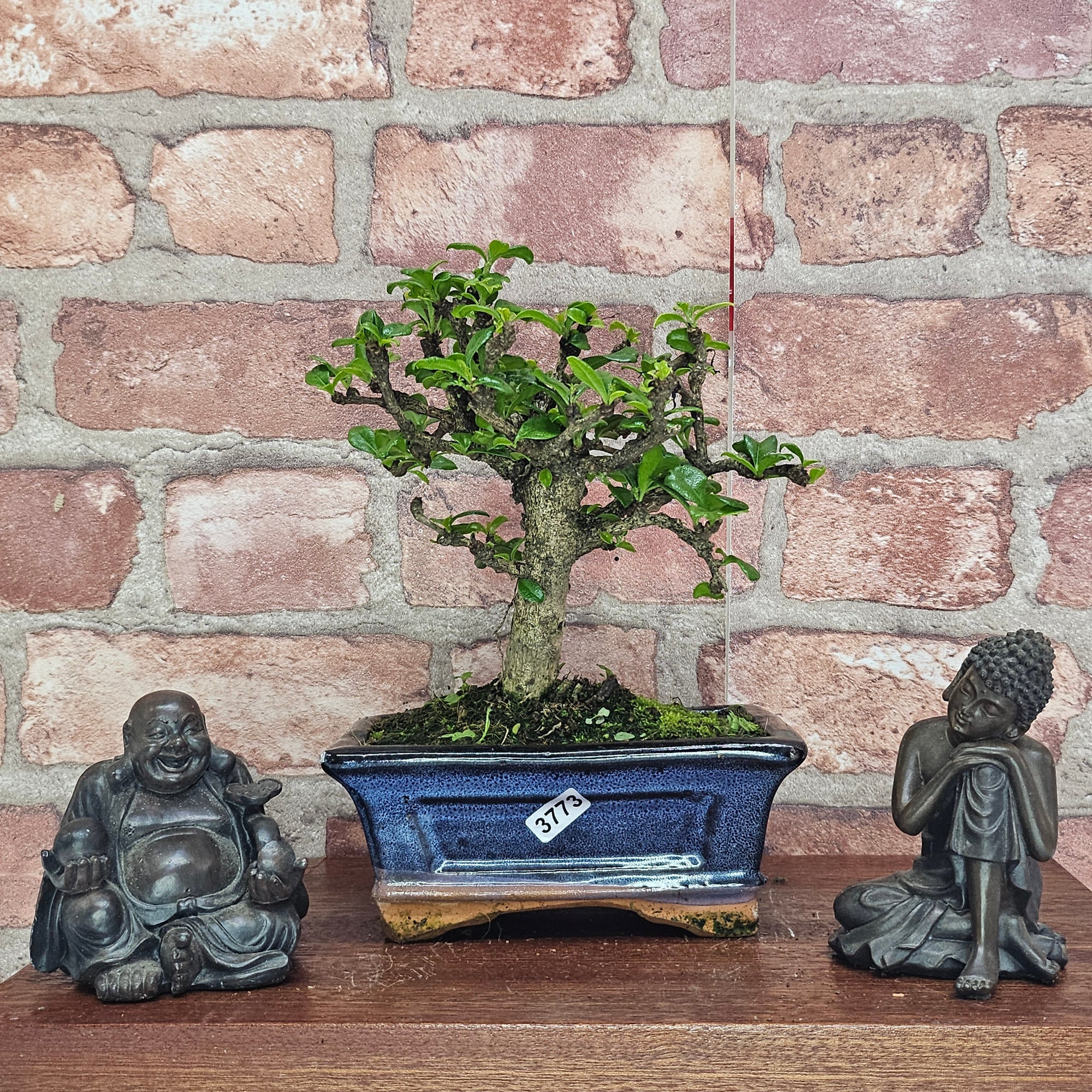 Fukien Tea Tree (Carmona Retusa) Bonsai Tree | Broom | In 15cm Pot  | S251962