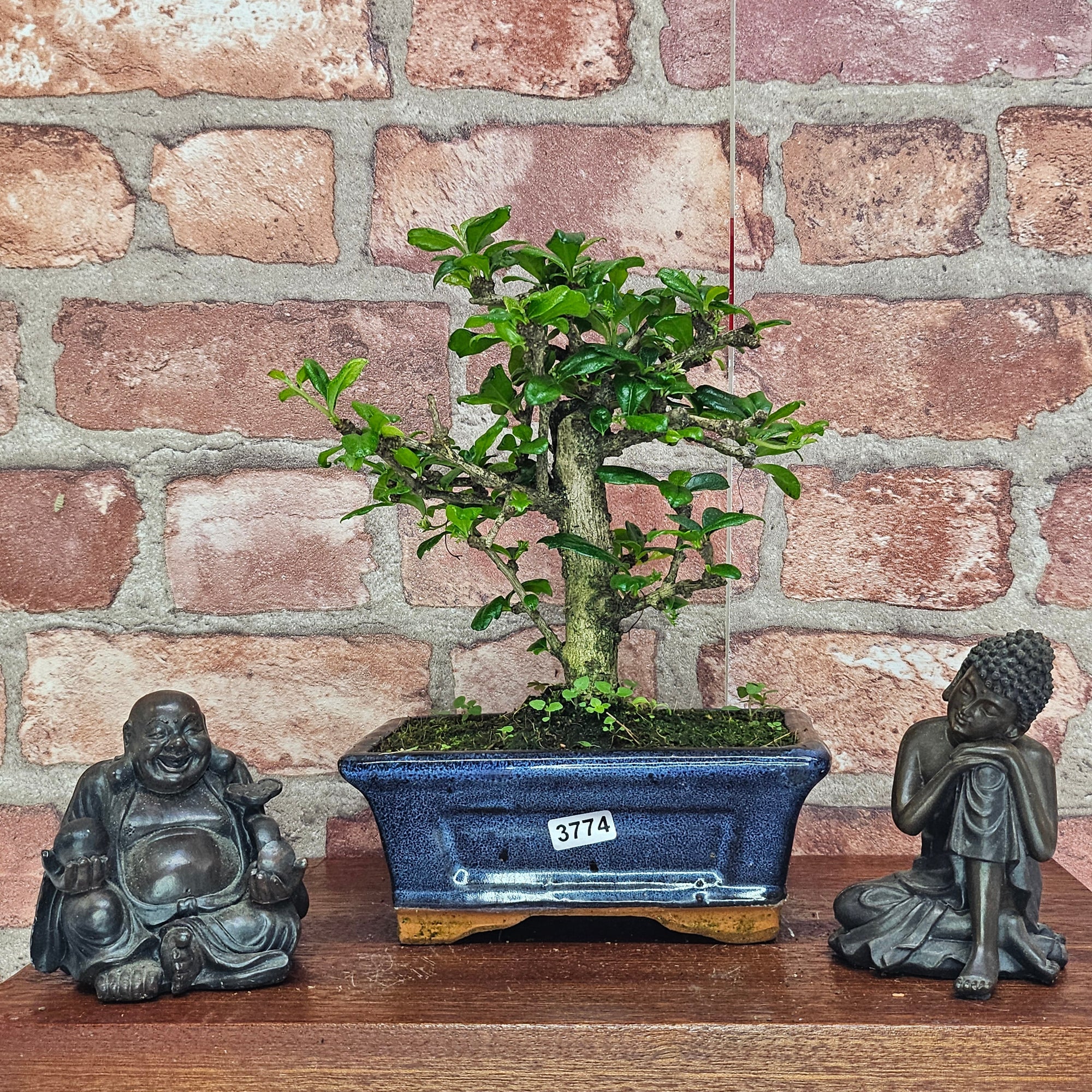 Fukien Tea Tree (Carmona Retusa) Bonsai Tree | Broom | In 15cm Pot  | S251962