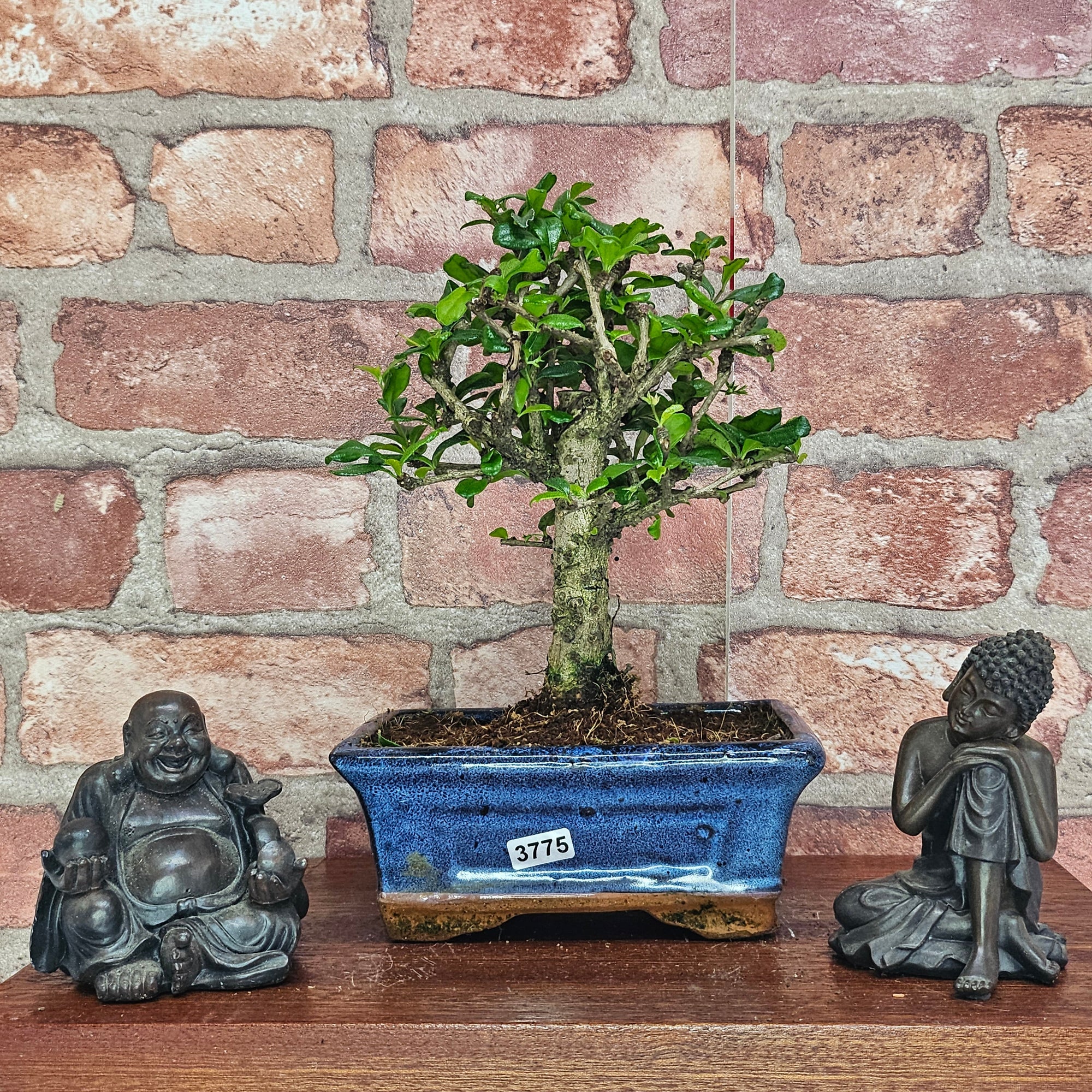 Fukien Tea Tree (Carmona Retusa) Bonsai Tree | Broom | In 15cm Pot  | S251962