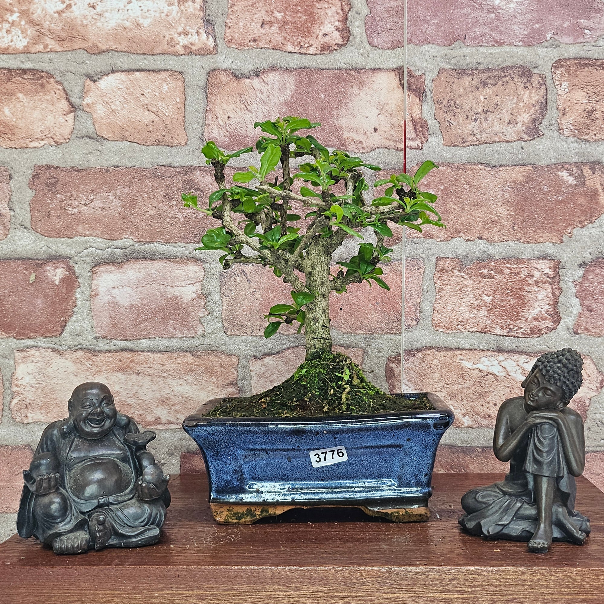 Fukien Tea Tree (Carmona Retusa) Bonsai Tree | Broom | In 15cm Pot  | S251962