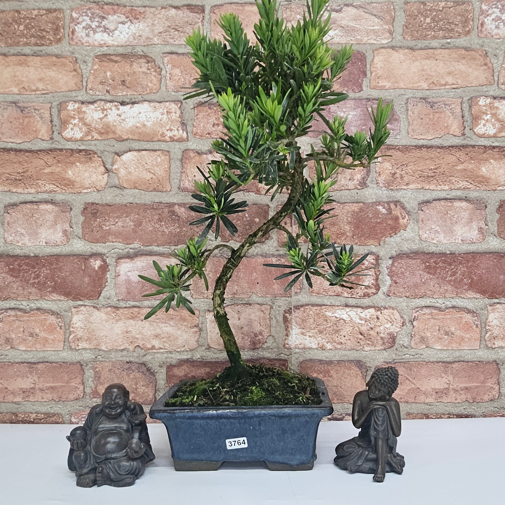 Buddhist Pine (Podocarpus Micro) Bonsai Tree | Shaped | In 20cm Pot  S25883