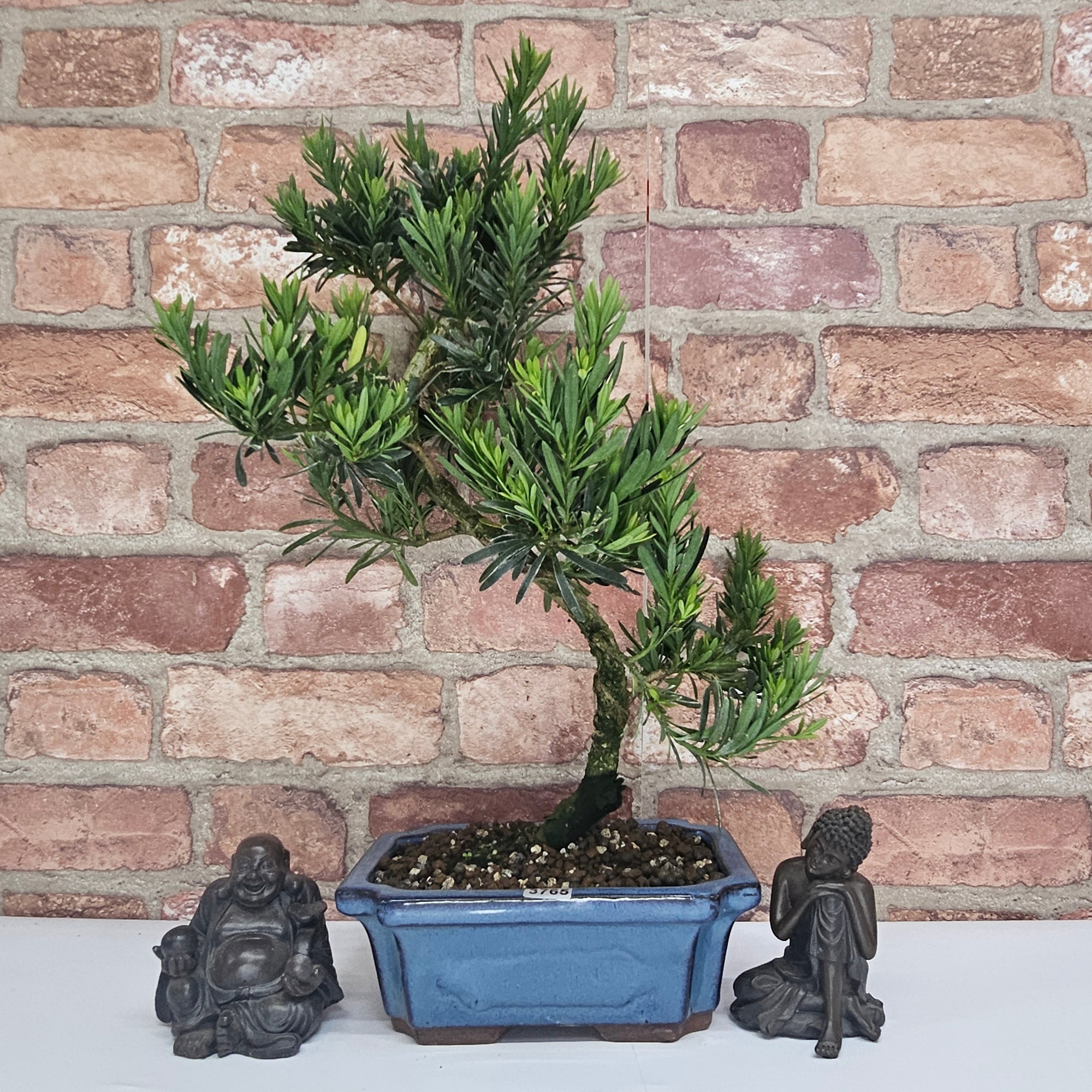 Buddhist Pine (Podocarpus Micro) Bonsai Tree | Shaped | In 20cm Pot  S25883