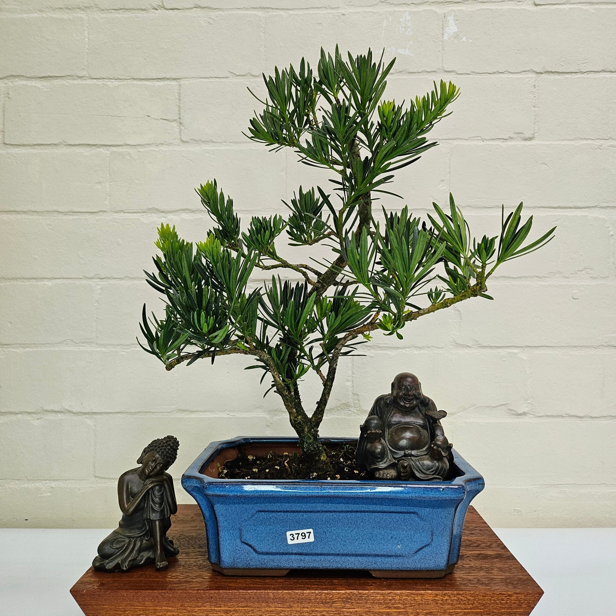 Buddhist Pine (Podocarpus Micro) Bonsai Tree | Shaped | In 30cm Pot  | S251974