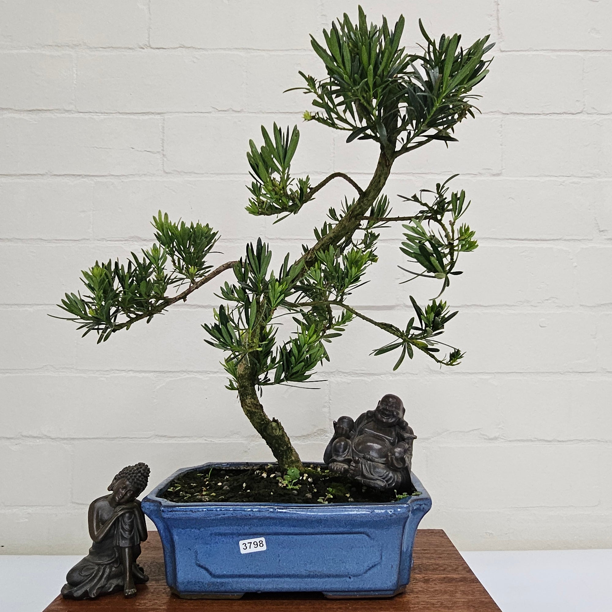 Buddhist Pine (Podocarpus Micro) Bonsai Tree | Shaped | In 30cm Pot  | S251974