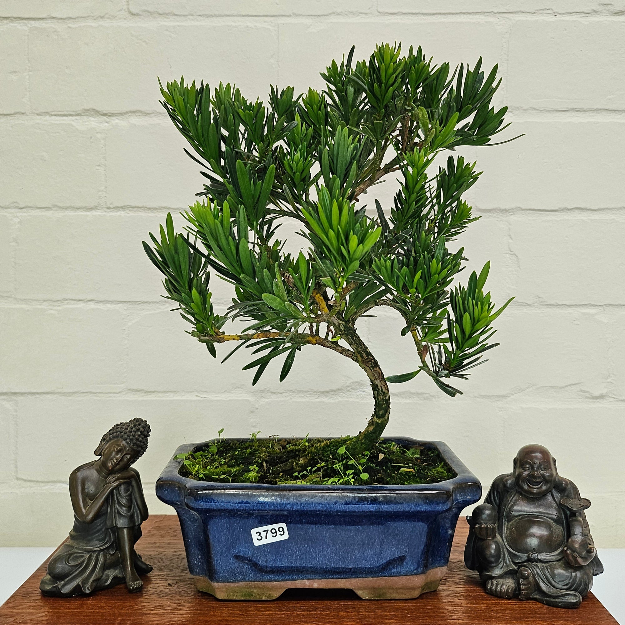 Buddhist Pine (Podocarpus Micro) Bonsai Tree | Shaped | In 20cm Pot  S25883