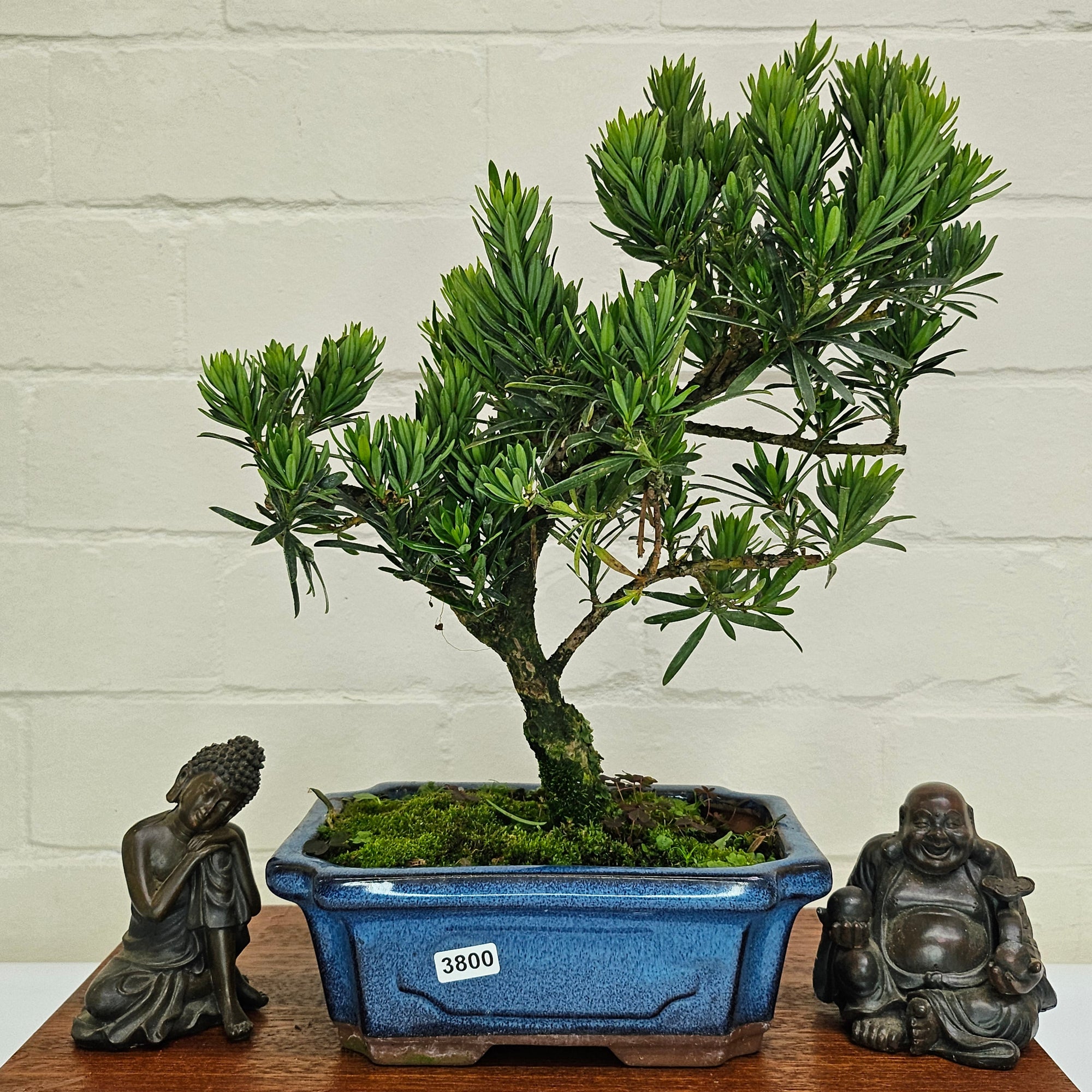 Buddhist Pine (Podocarpus Micro) Bonsai Tree | Shaped | In 20cm Pot  S25883
