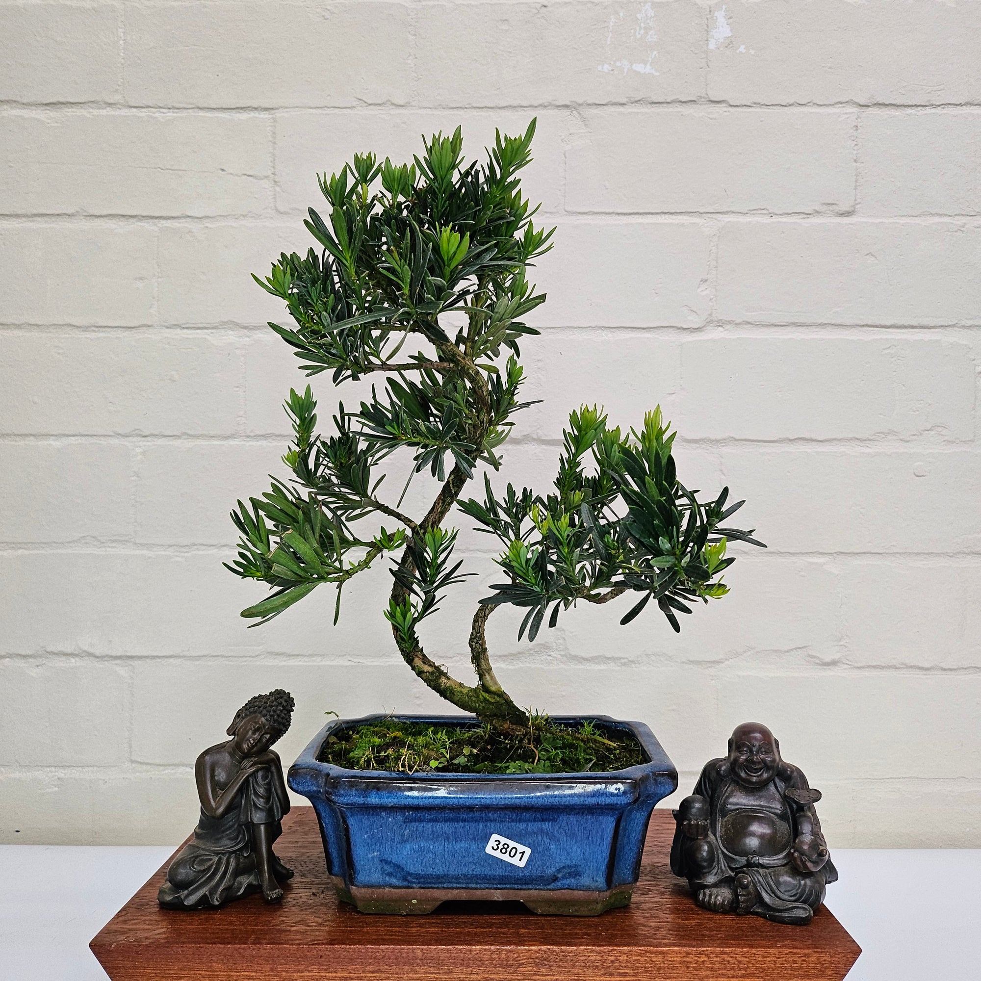 Buddhist Pine (Podocarpus Micro) Bonsai Tree | Shaped | In 20cm Pot  S25883