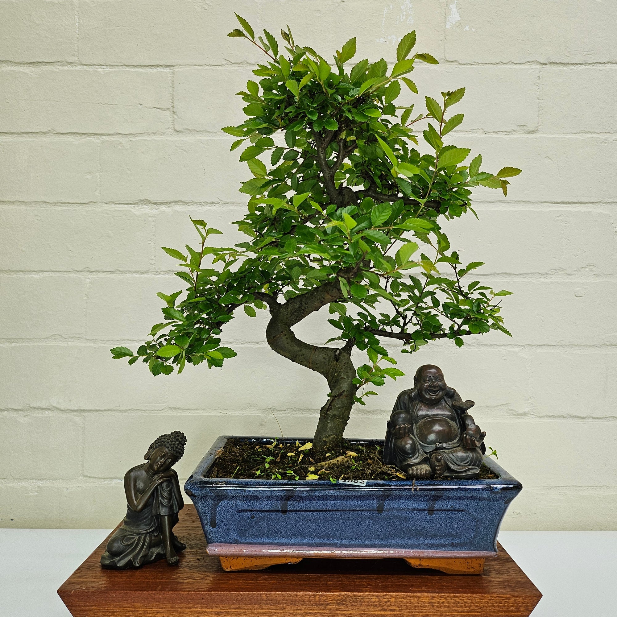 Chinese Elm (Ulmus Parvifolia) Bonsai Tree | Shaped | In 25cm Pot  | S251971