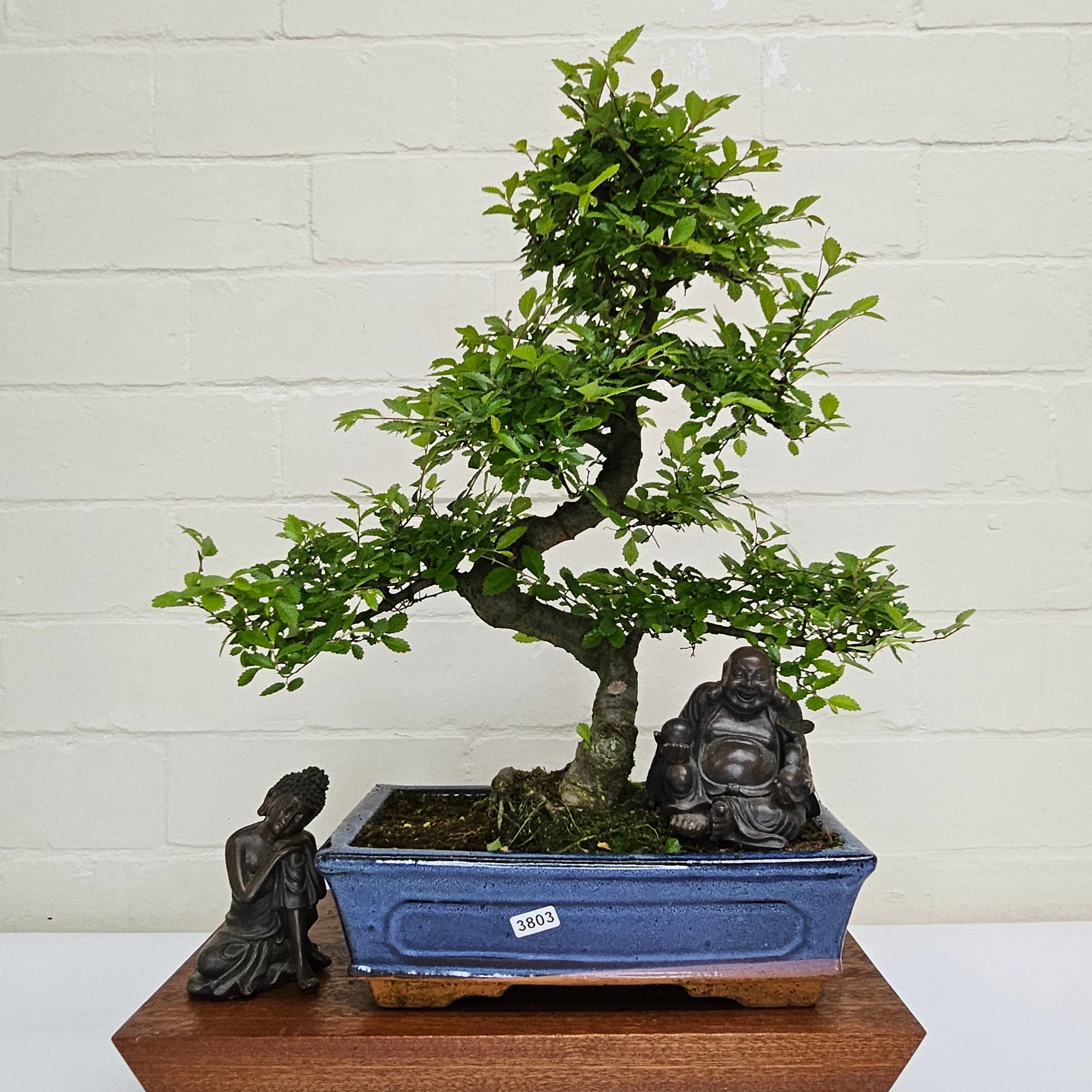 Chinese Elm (Ulmus Parvifolia) Bonsai Tree | Shaped | In 25cm Pot  | S251971