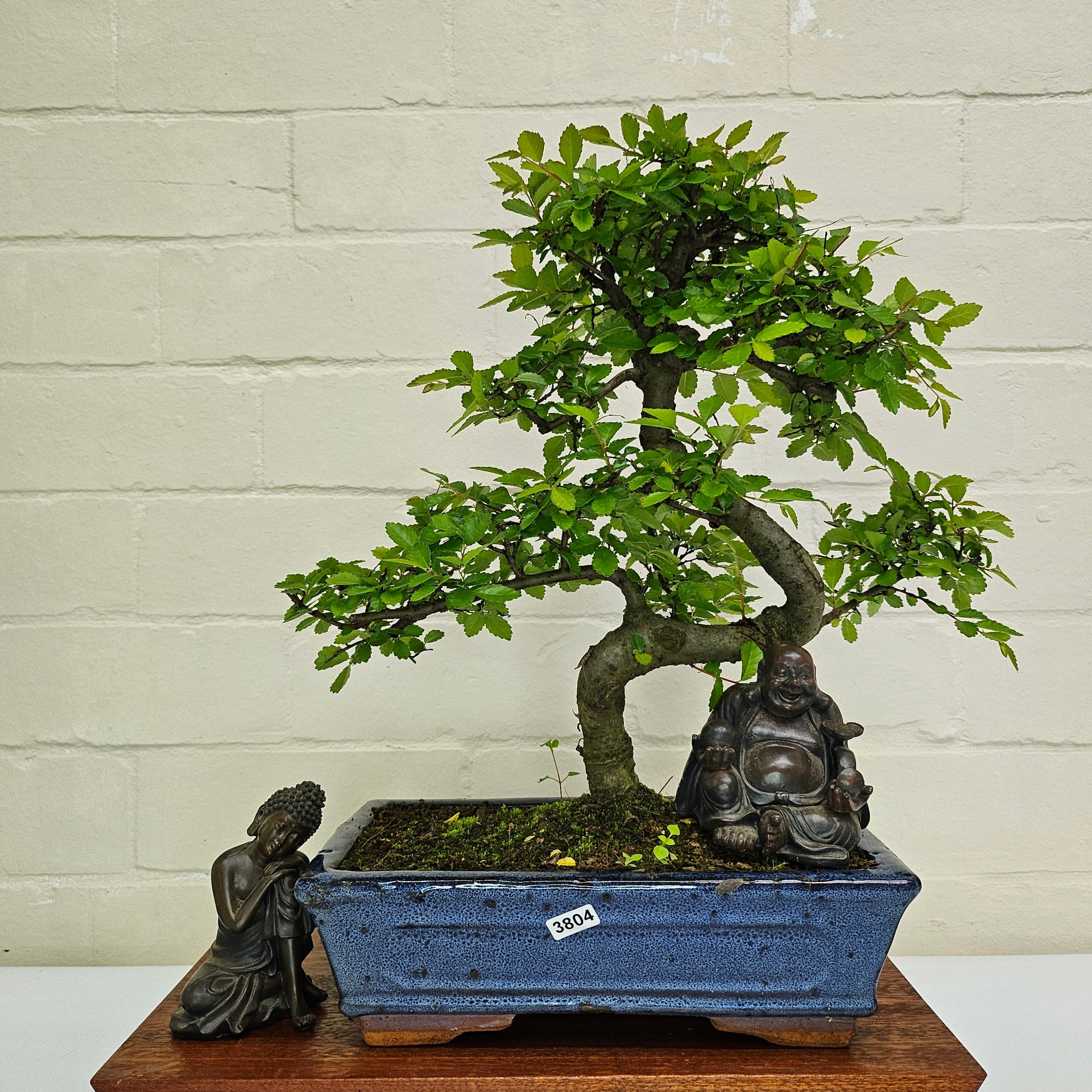 Chinese Elm (Ulmus Parvifolia) Bonsai Tree | Shaped | In 25cm Pot  | S251971