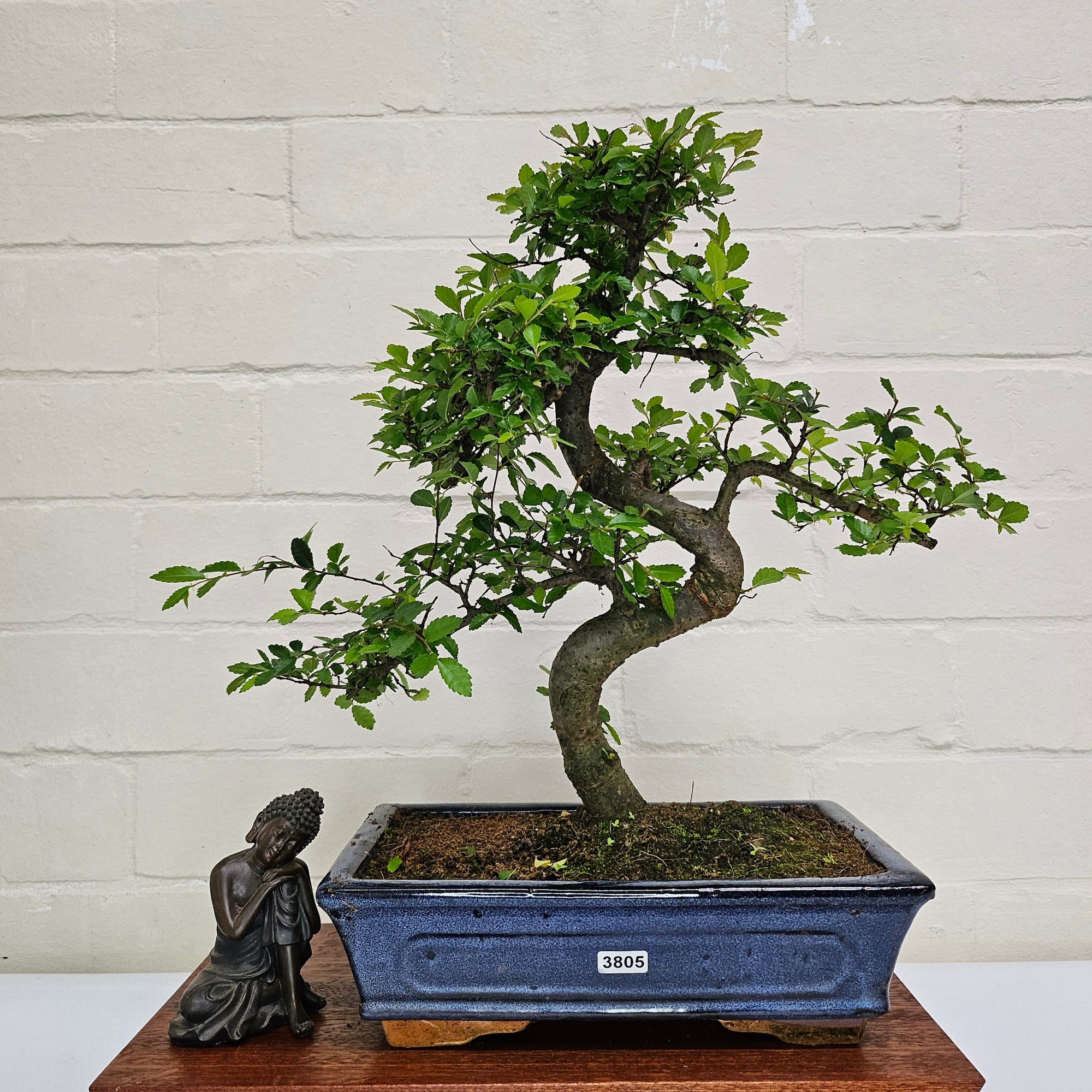 Chinese Elm (Ulmus Parvifolia) Bonsai Tree | Shaped | In 25cm Pot  | S251971