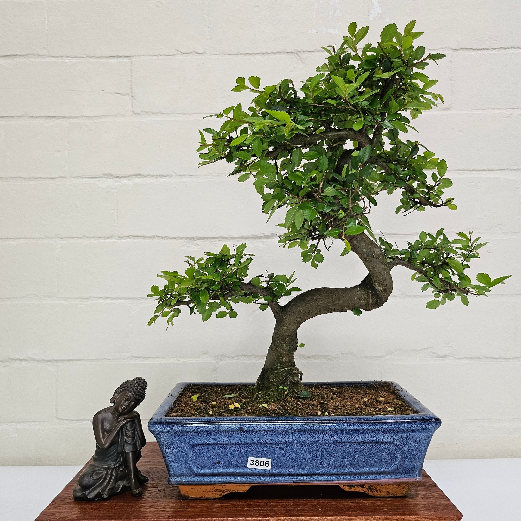 Chinese Elm (Ulmus Parvifolia) Bonsai Tree | Shaped | In 25cm Pot  | S251971