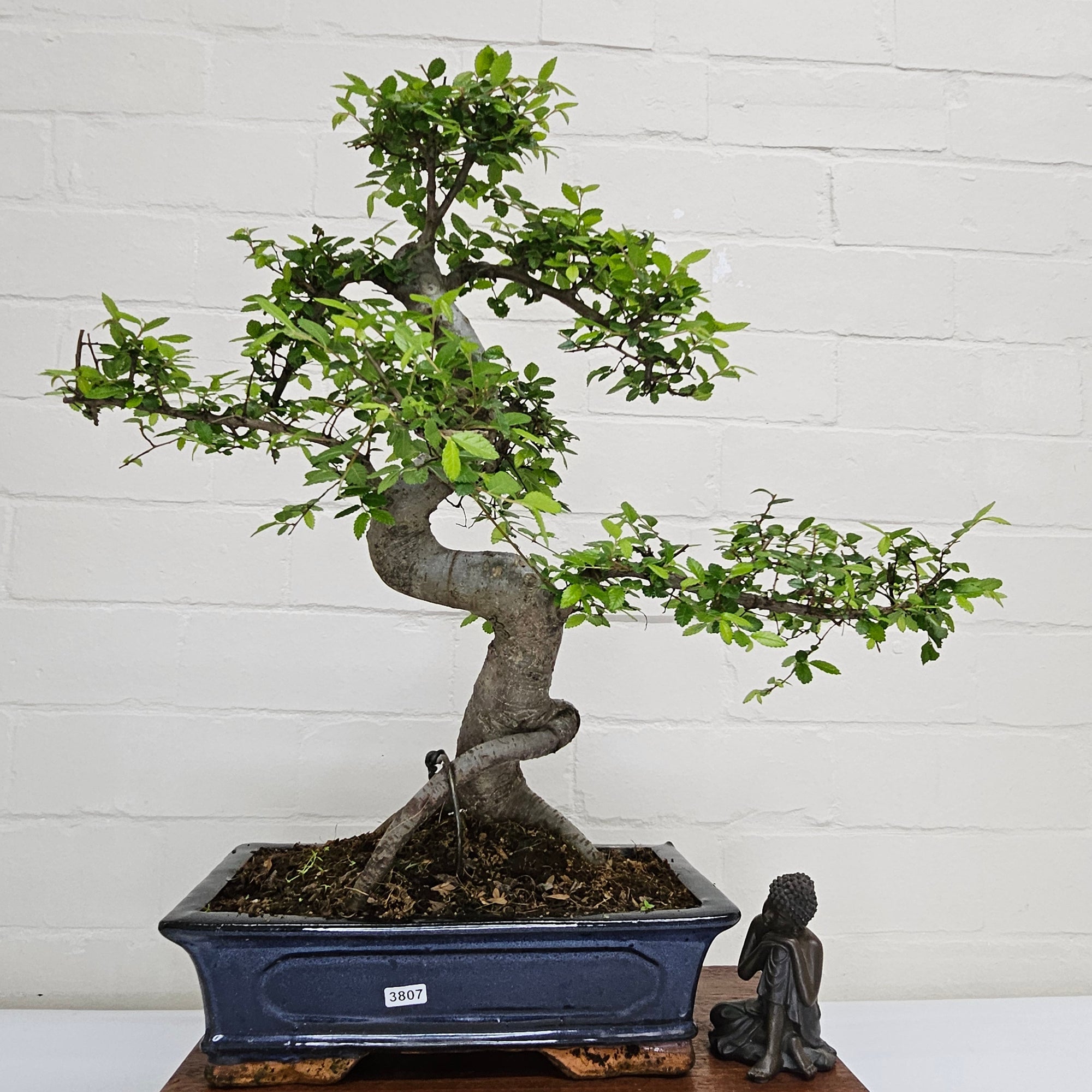 Chinese Elm (Ulmus Parvifolia) Bonsai Tree | Shaped | In 30cm Pot  | S251972