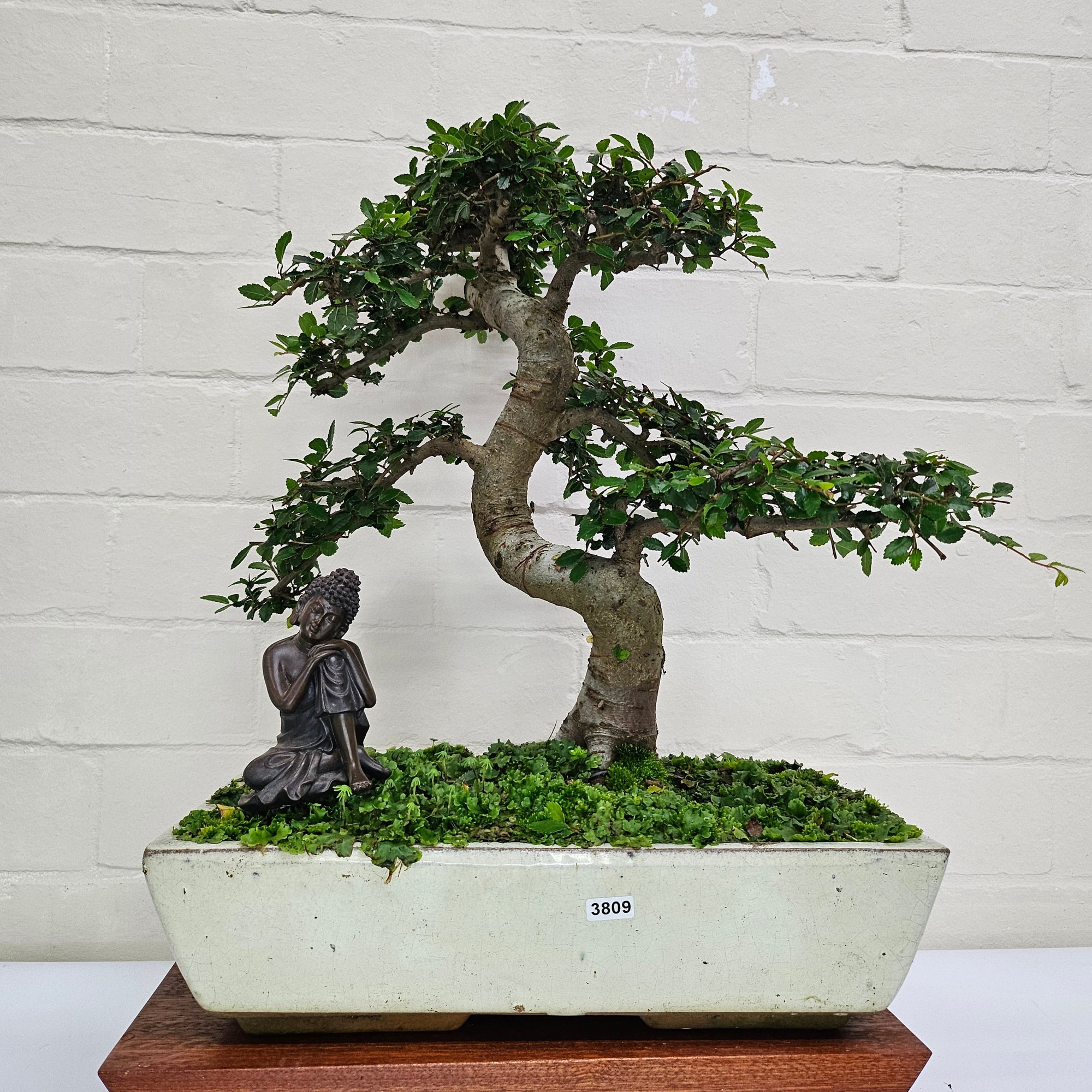 Large Chinese Elm (Ulmus Parvifolia) Bonsai Tree | Shaped | In 35cm Pot  | S251961