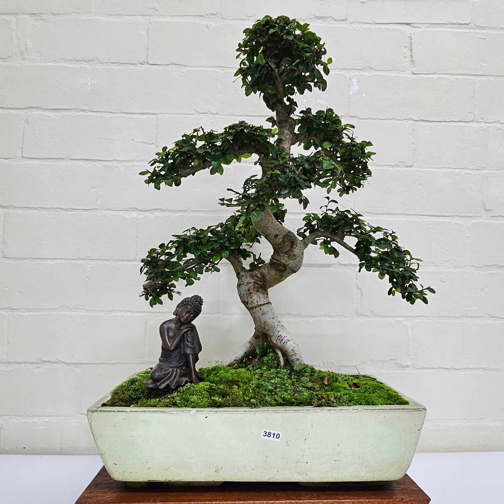 Large Chinese Elm (Ulmus Parvifolia) Bonsai Tree | Shaped | In 35cm Pot  | S251961