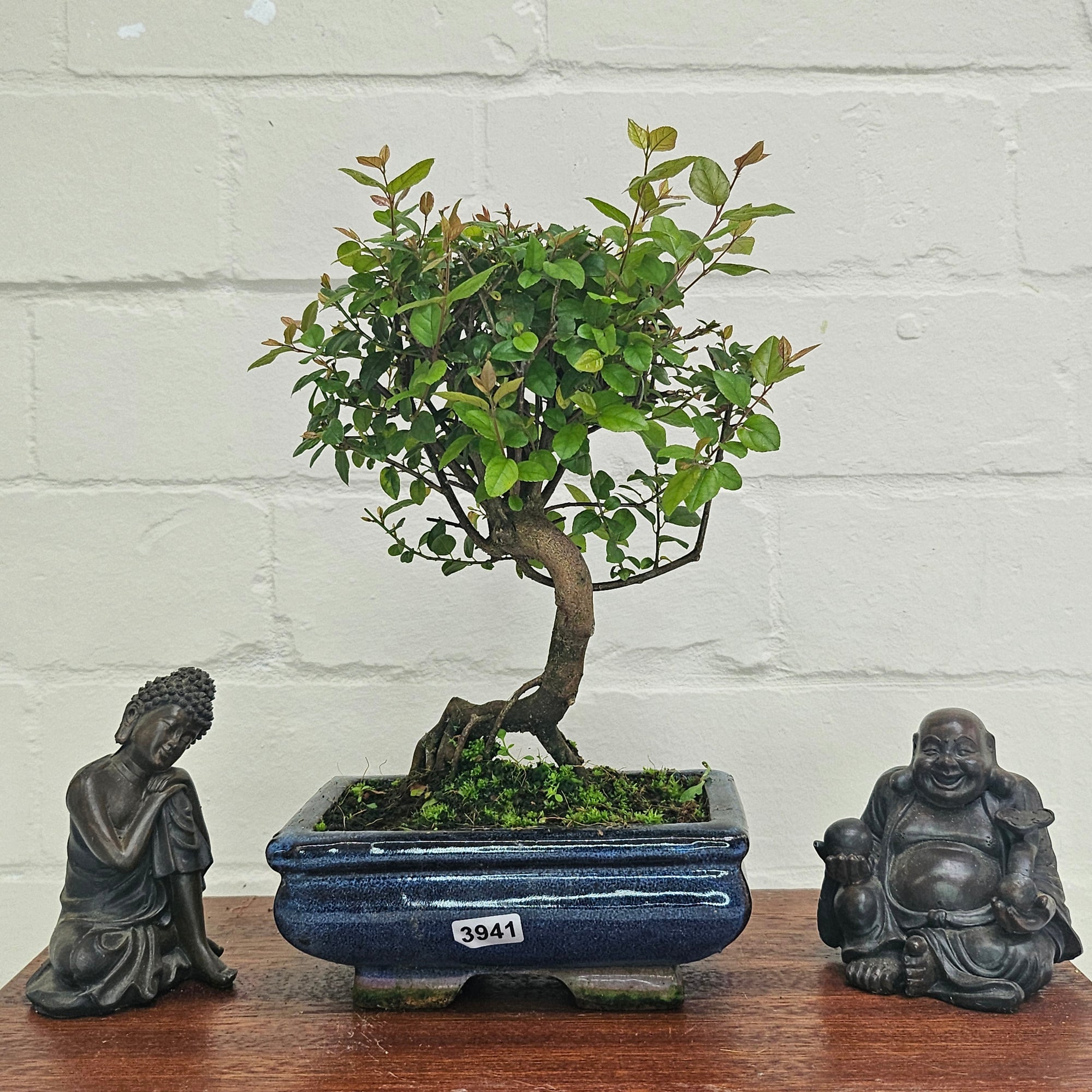 Bird Plum (Sageretia) Bonsai Tree | Broom | In 15cm Pot  | S251964