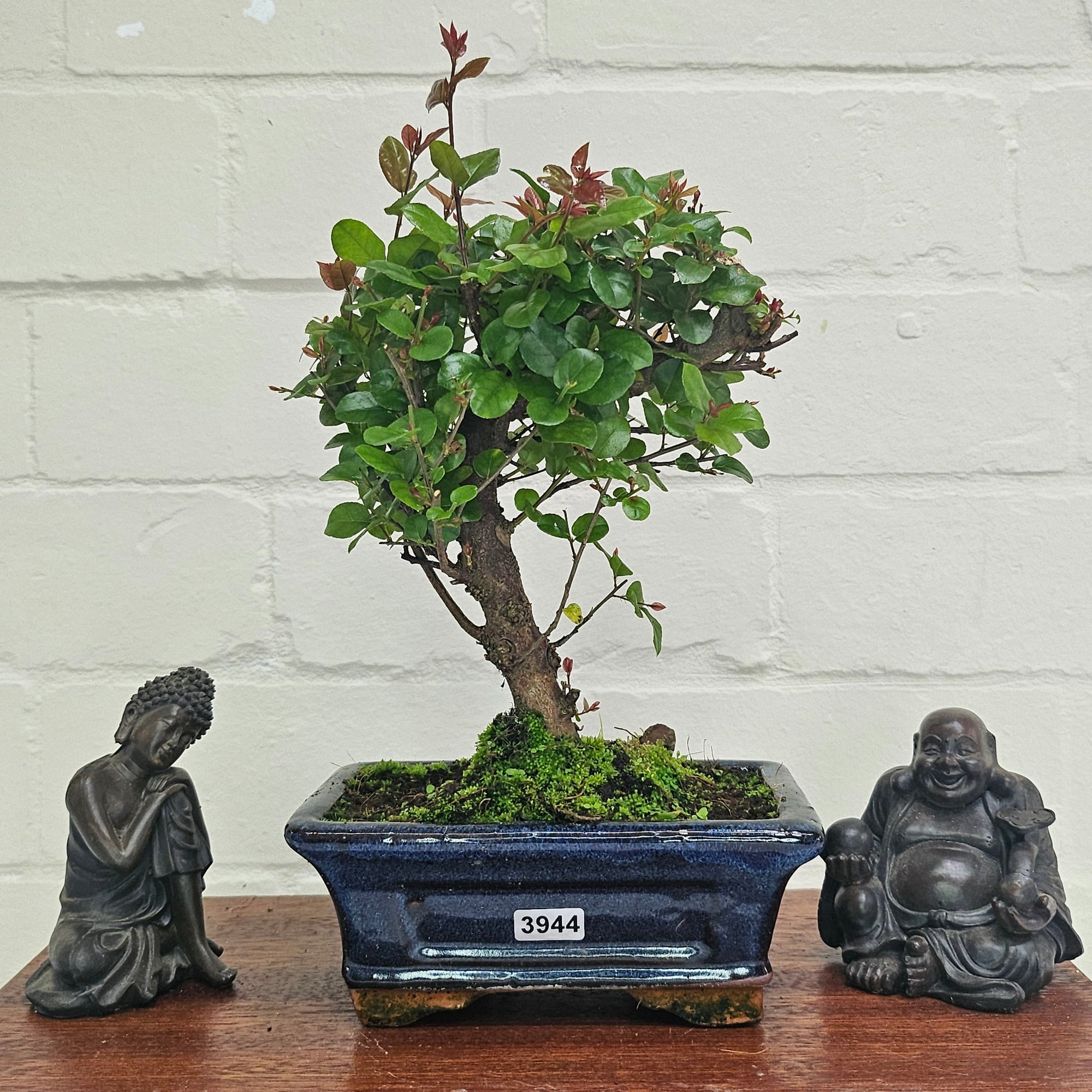 Bird Plum (Sageretia) Bonsai Tree | Broom | In 15cm Pot  | S251964