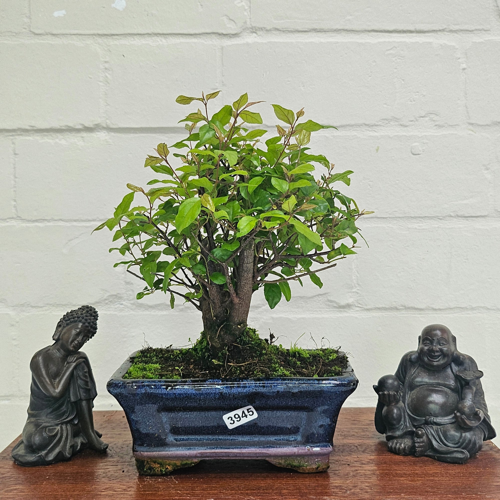 Bird Plum (Sageretia) Bonsai Tree | Broom | In 15cm Pot  | S251964