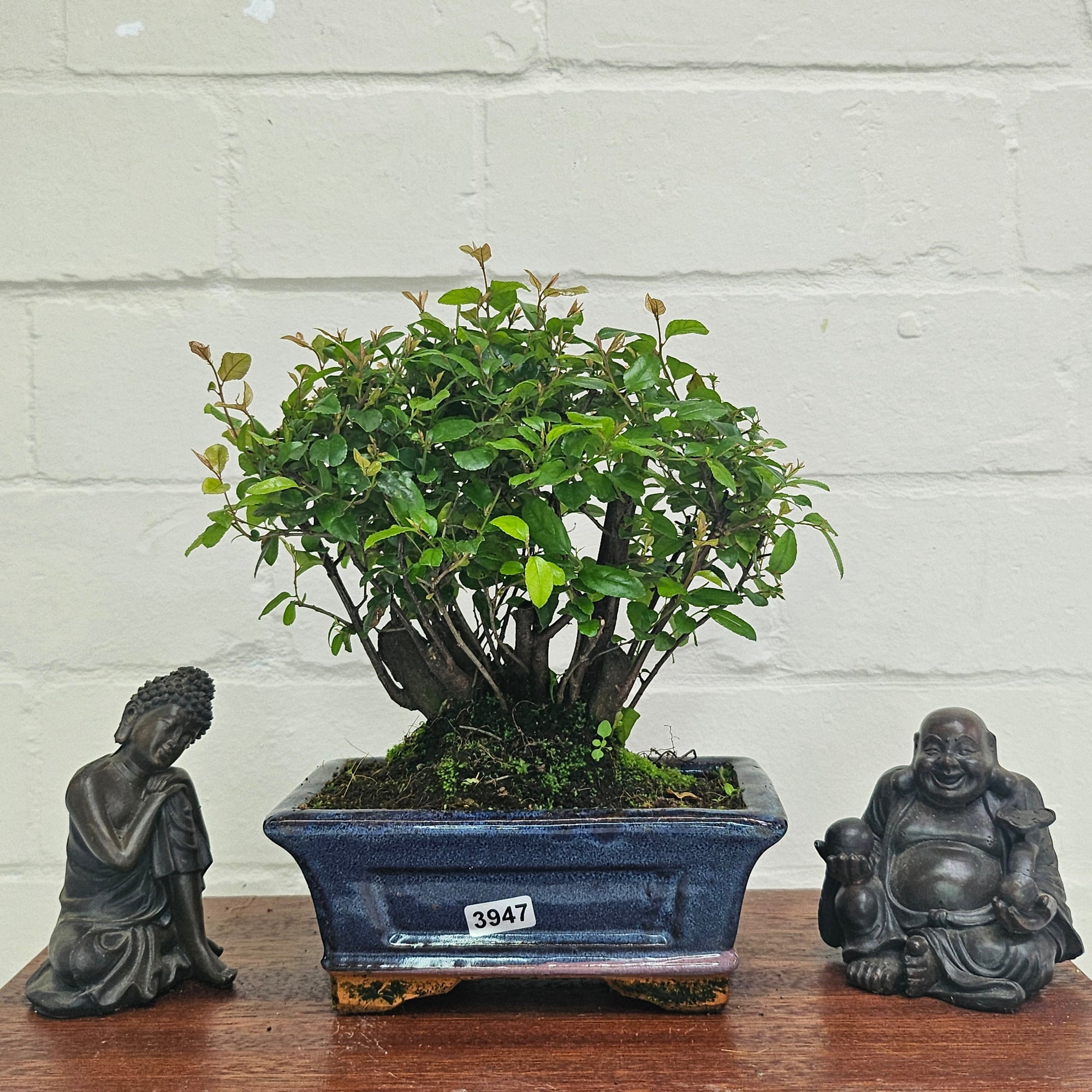 Bird Plum (Sageretia) Bonsai Tree | Broom | In 15cm Pot  | S251964