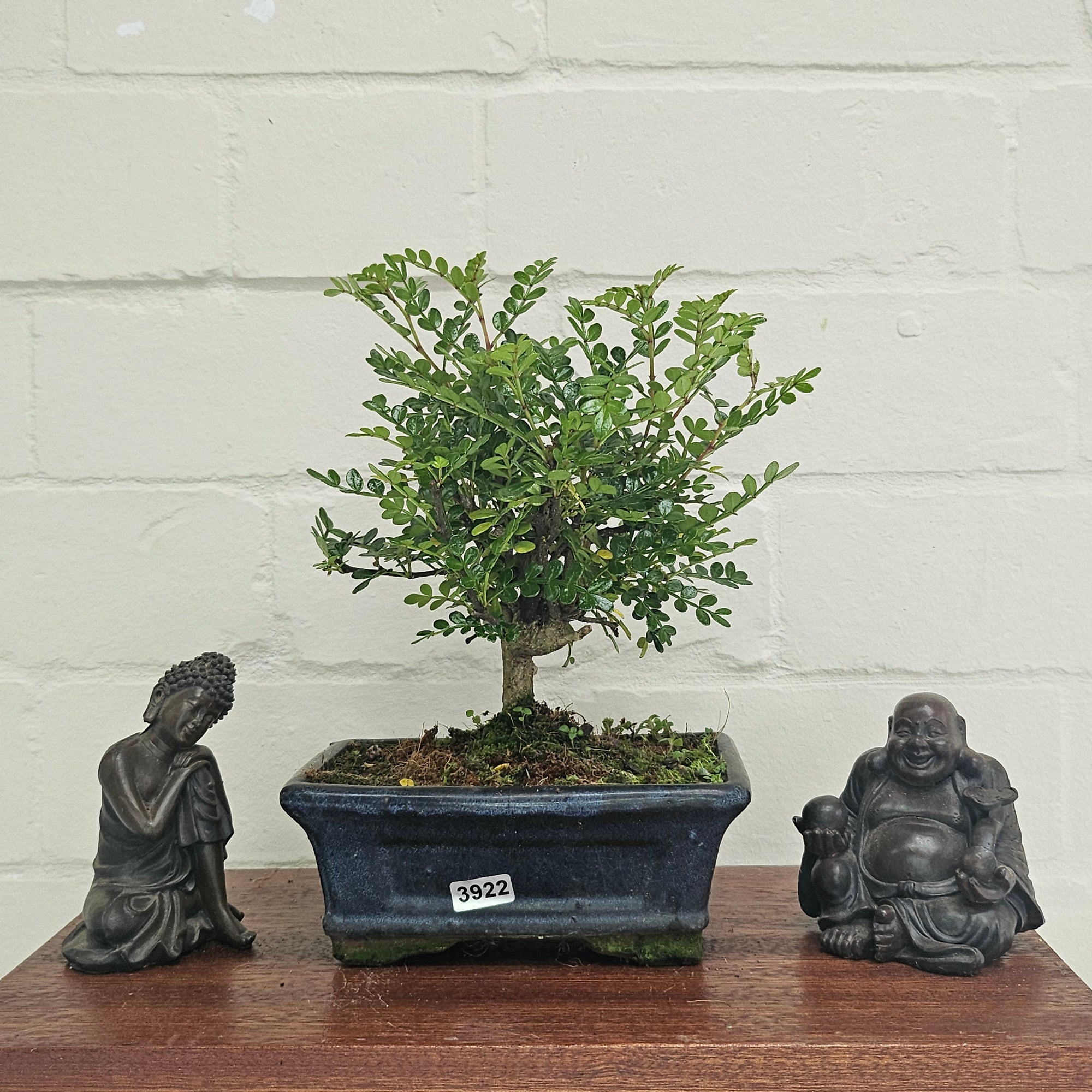 Chinese Pepper (Zanthoxylum Pipertum) Bonsai Tree | Broom | In 15cm Pot  | S251959