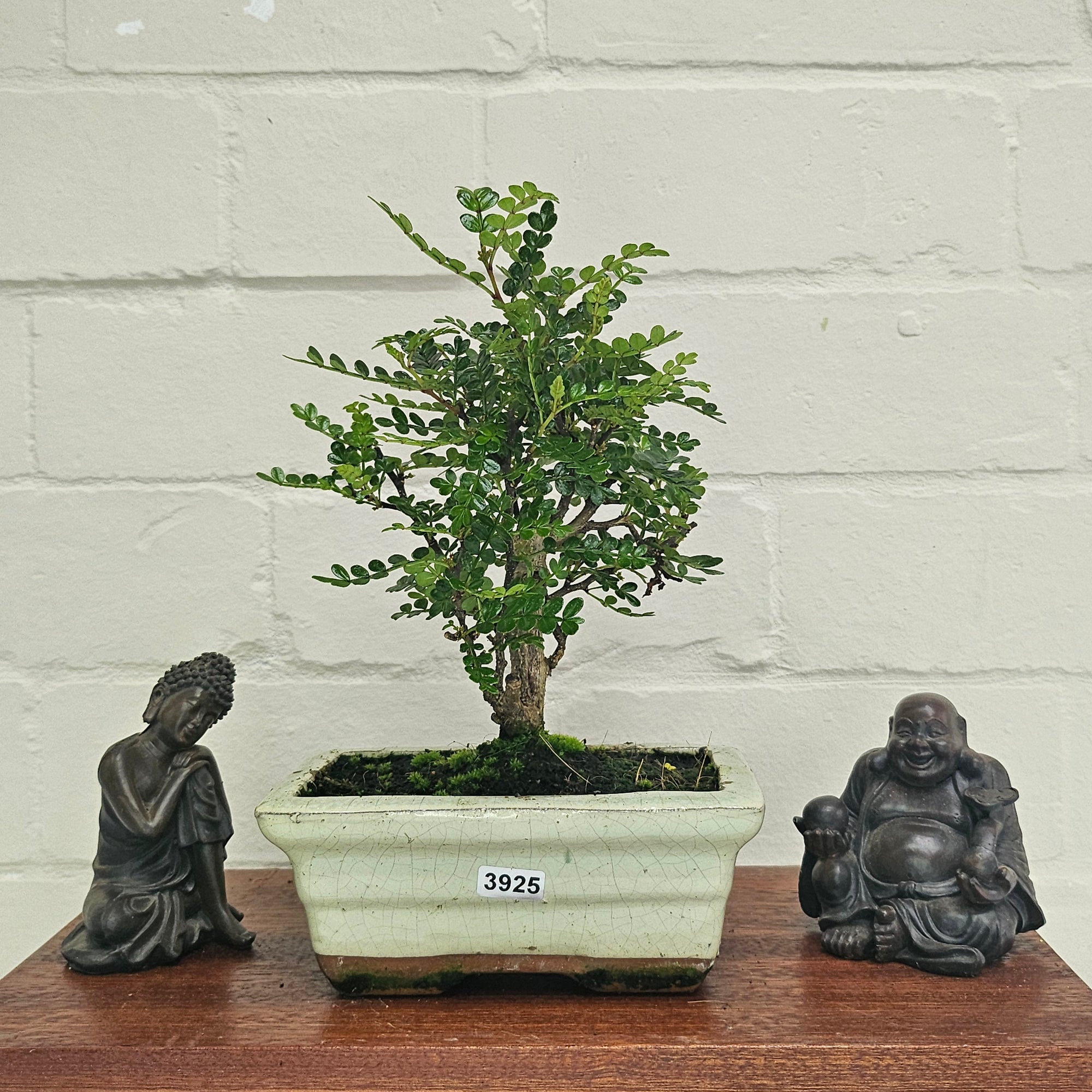 Chinese Pepper (Zanthoxylum Pipertum) Bonsai Tree | Broom | In 15cm Pot  | S251959