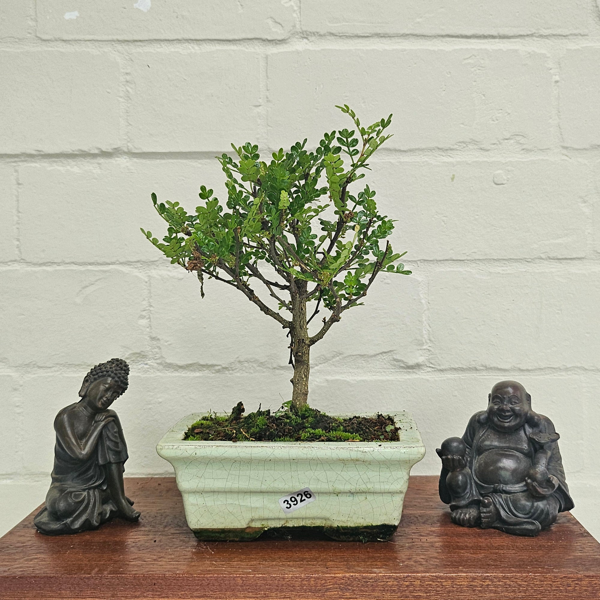 Chinese Pepper (Zanthoxylum Pipertum) Bonsai Tree | Broom | In 15cm Pot  | S251959