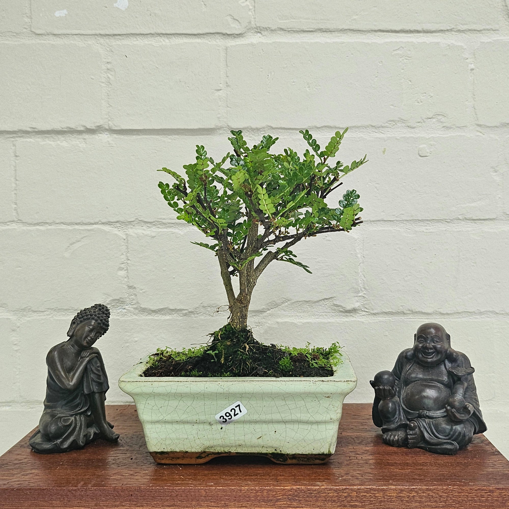 Chinese Pepper (Zanthoxylum Pipertum) Bonsai Tree | Broom | In 15cm Pot  | S251959