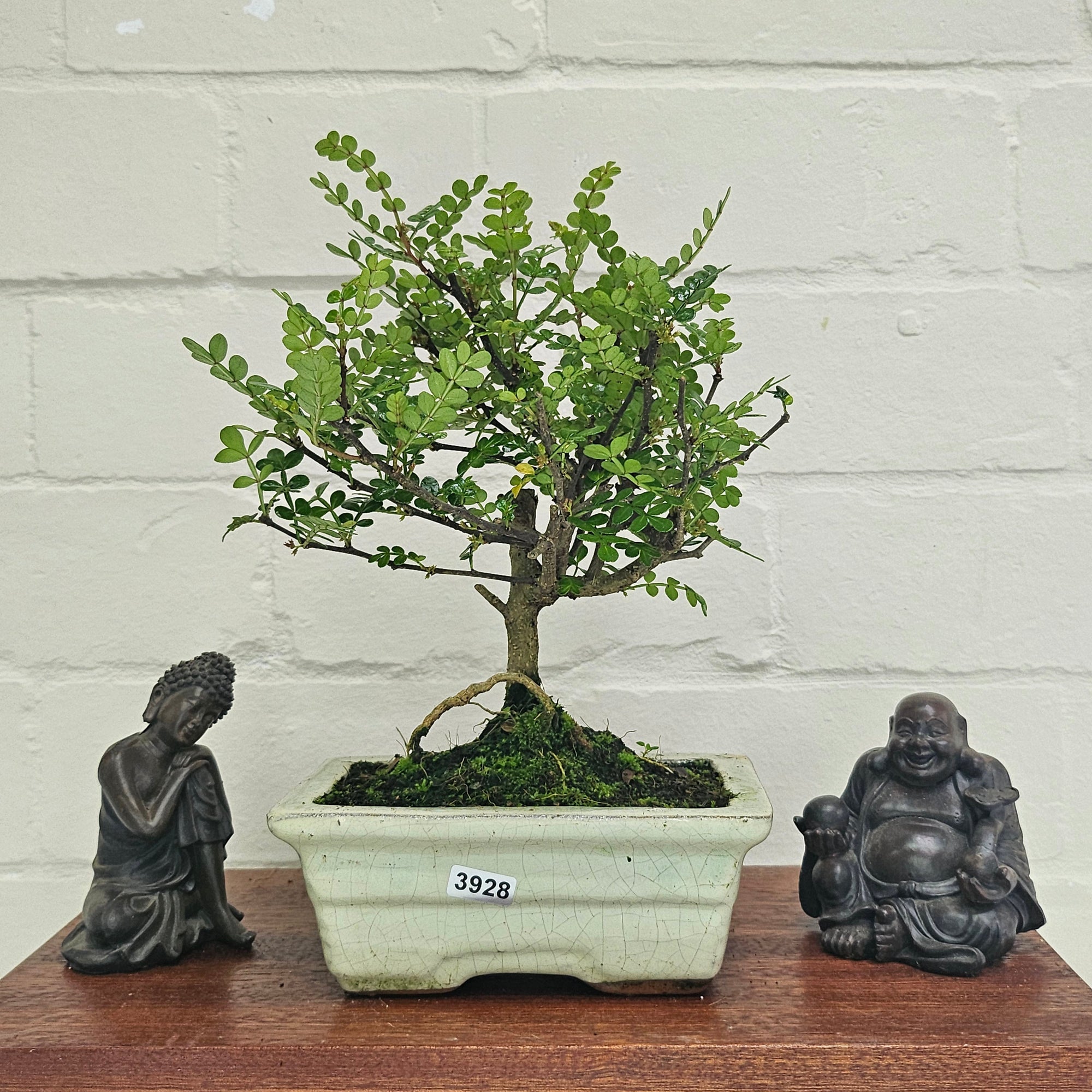 Chinese Pepper (Zanthoxylum Pipertum) Bonsai Tree | Broom | In 15cm Pot  | S251959