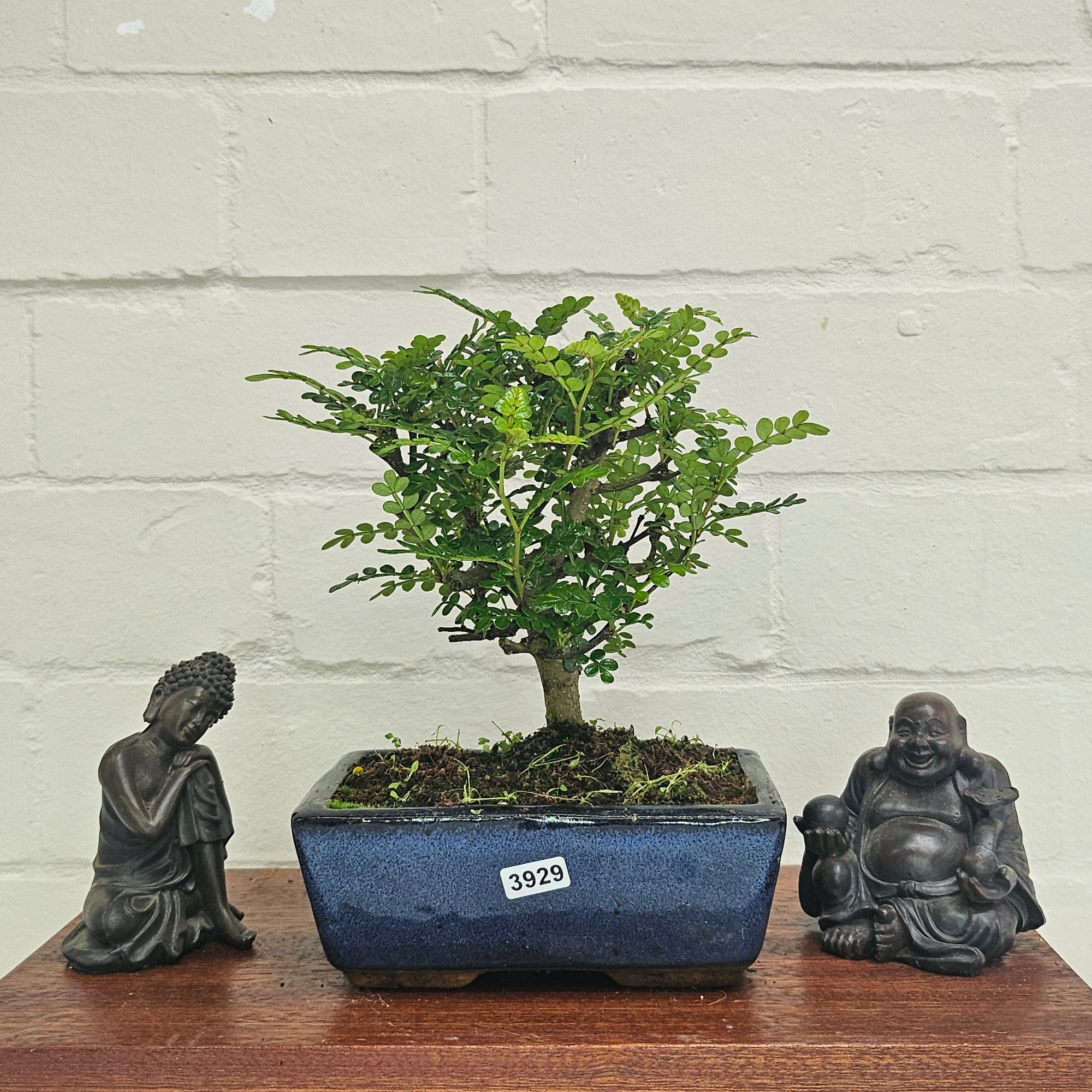 Chinese Pepper (Zanthoxylum Pipertum) Bonsai Tree | Broom | In 15cm Pot  | S251959