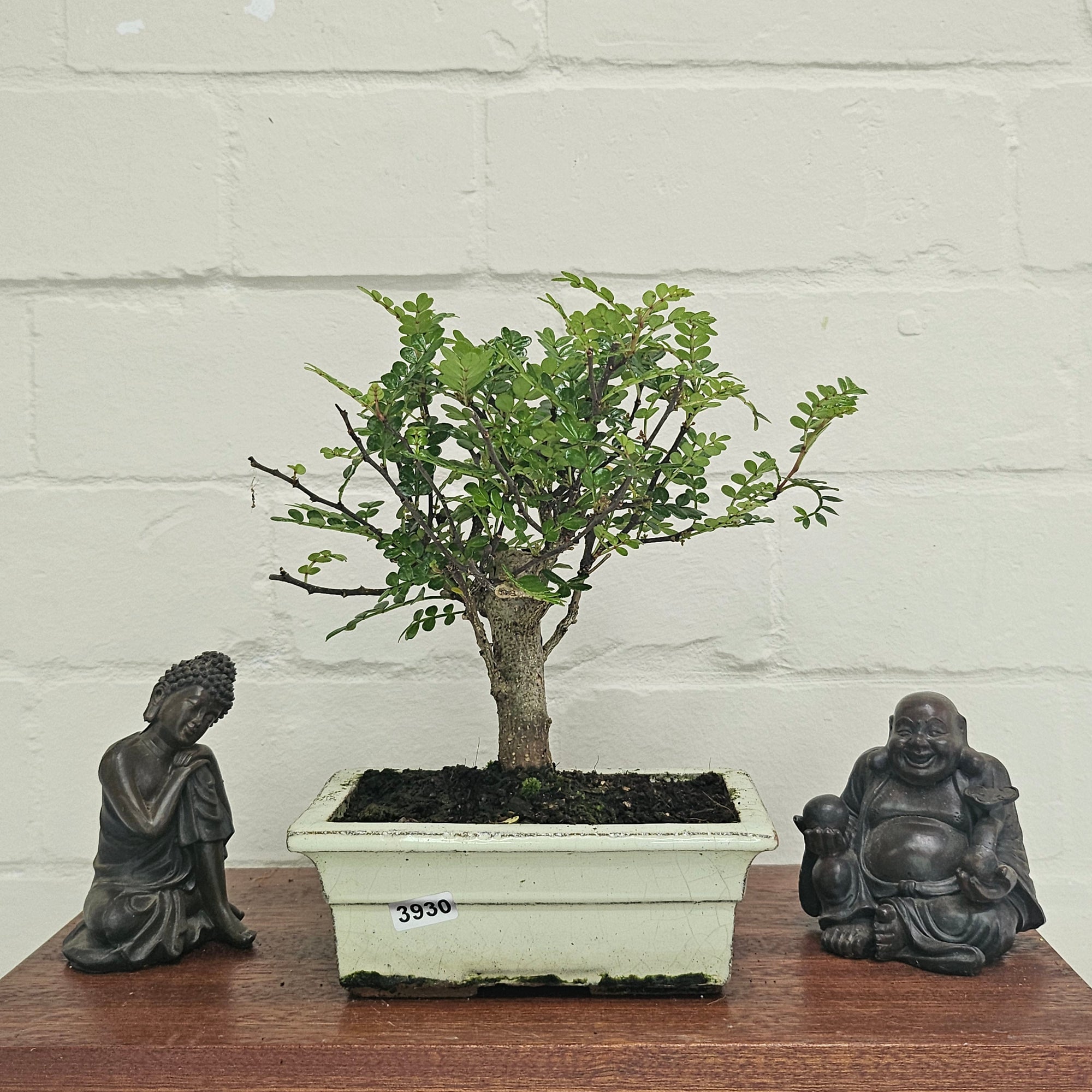 Chinese Pepper (Zanthoxylum Pipertum) Bonsai Tree | Broom | In 15cm Pot  | S251959
