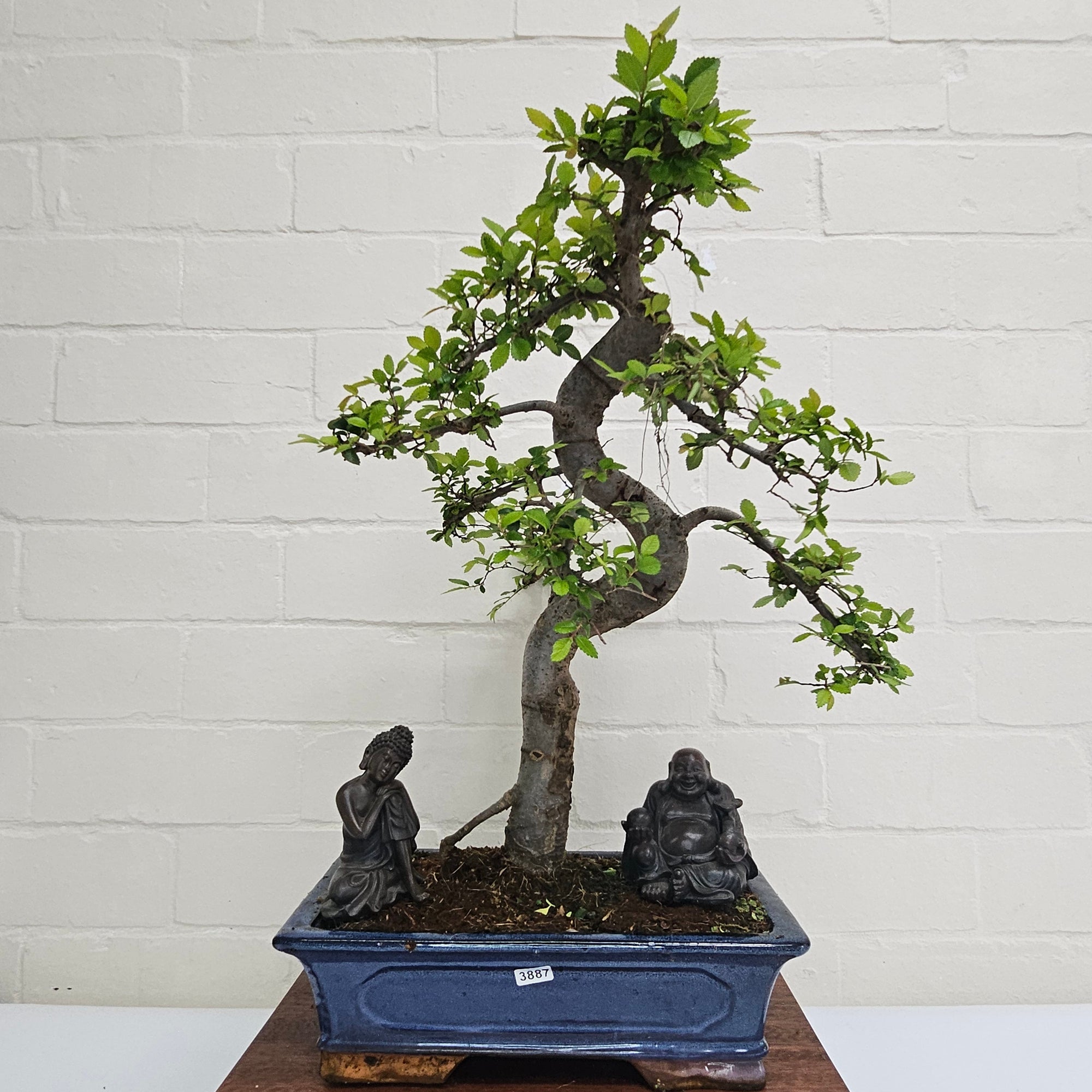 Chinese Elm (Ulmus Parvifolia) Bonsai Tree | Shaped | In 30cm Pot  | S251972