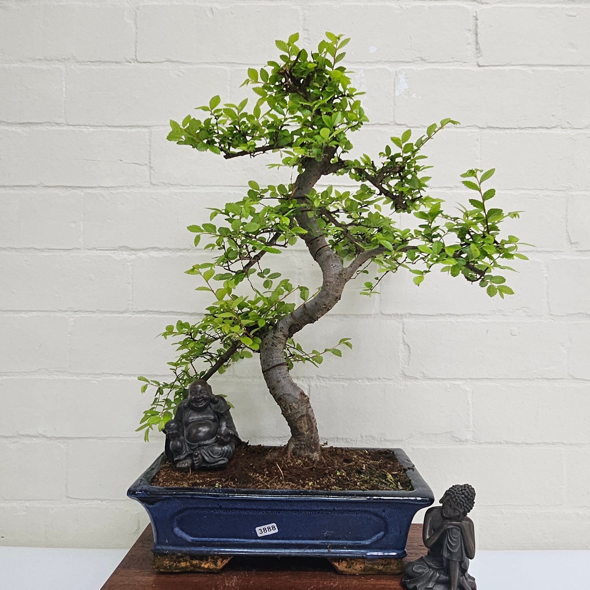Chinese Elm (Ulmus Parvifolia) Bonsai Tree | Shaped | In 30cm Pot  | S251972