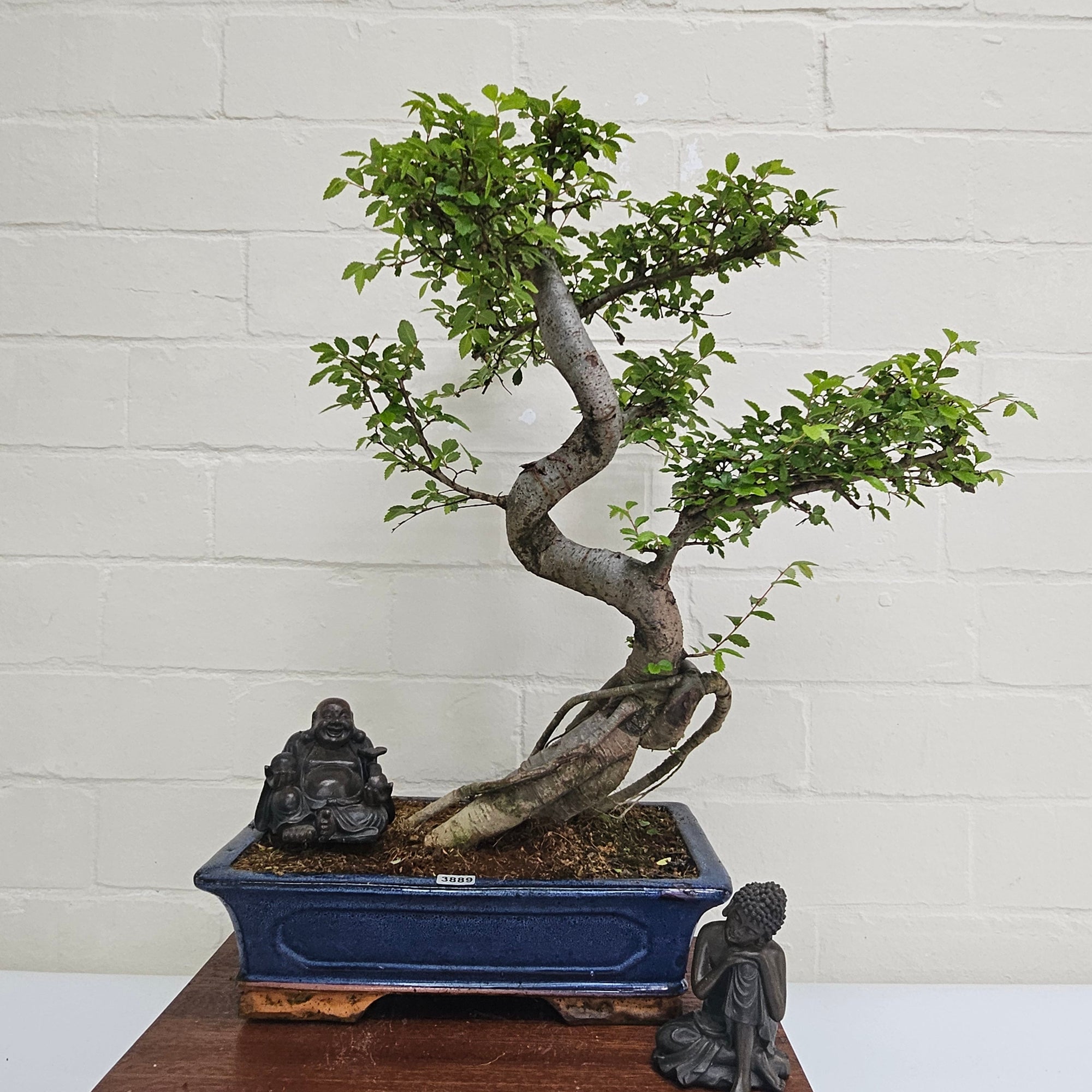Chinese Elm (Ulmus Parvifolia) Bonsai Tree | Shaped | In 30cm Pot  | S251972