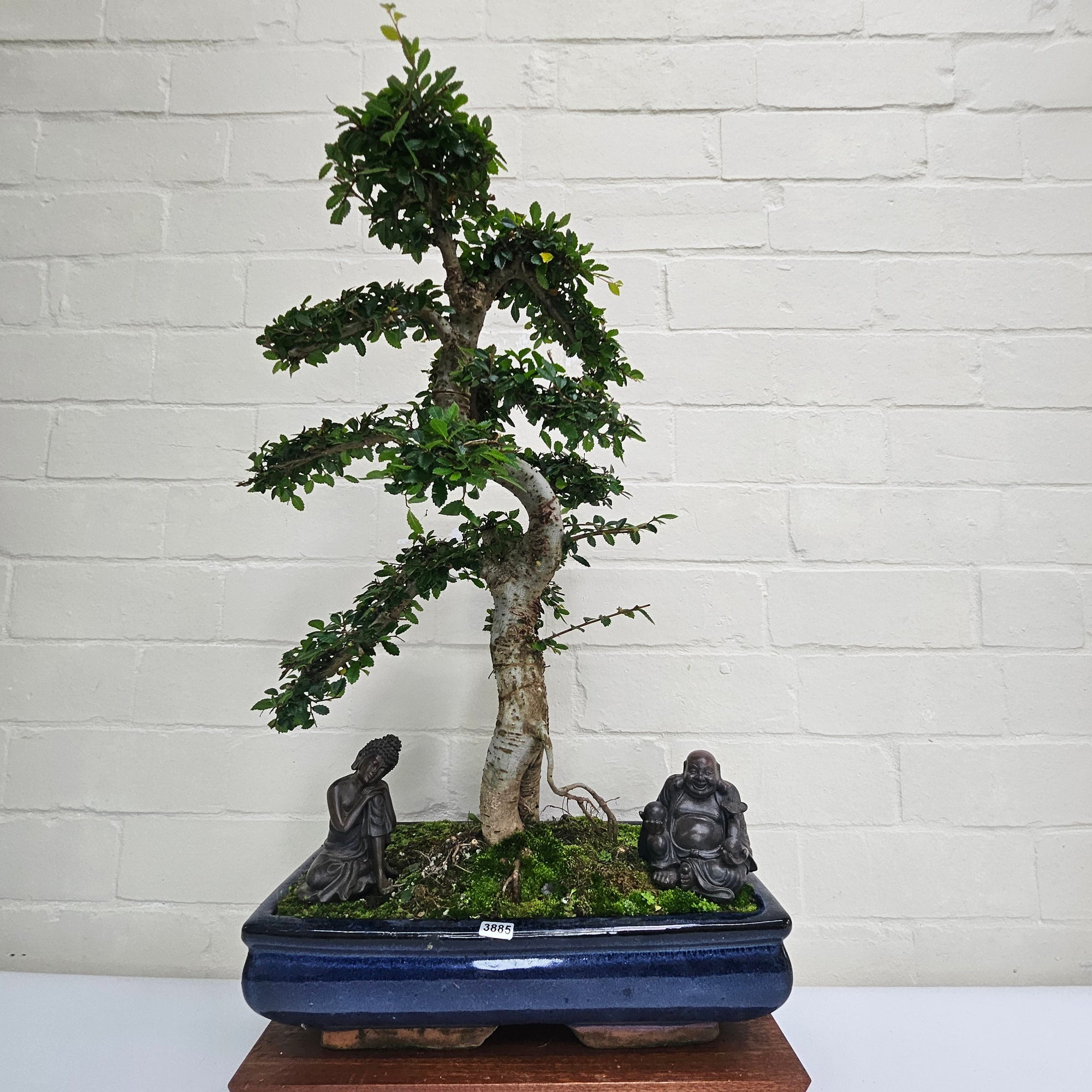 Large Chinese Elm (Ulmus Parvifolia) Bonsai Tree | Shaped | In 35cm Pot  | S251961