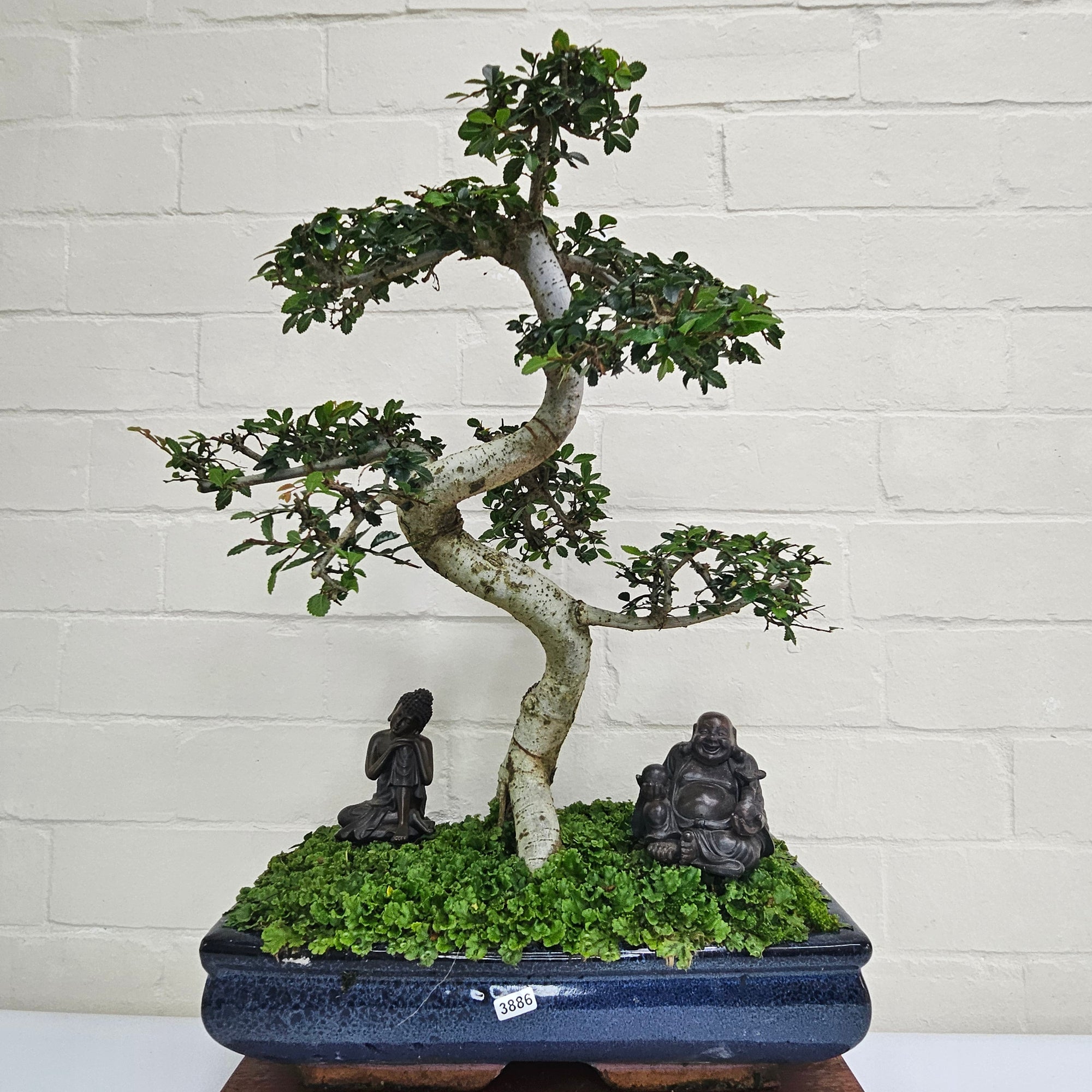Large Chinese Elm (Ulmus Parvifolia) Bonsai Tree | Shaped | In 35cm Pot  | S251961