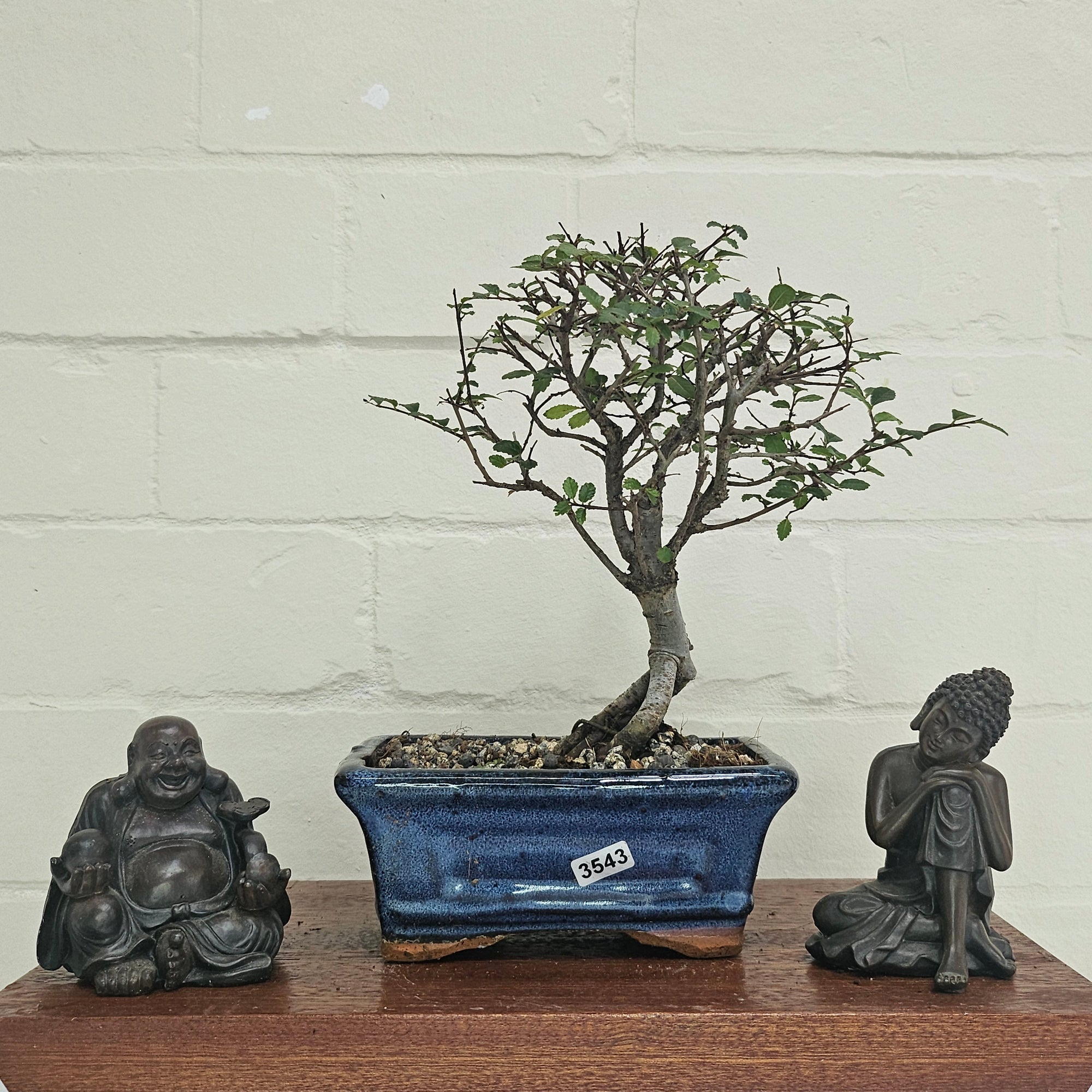 Chinese Elm (Ulmus Parvifolia) Bonsai Tree | Broom | In 15cm Pot  | S251976