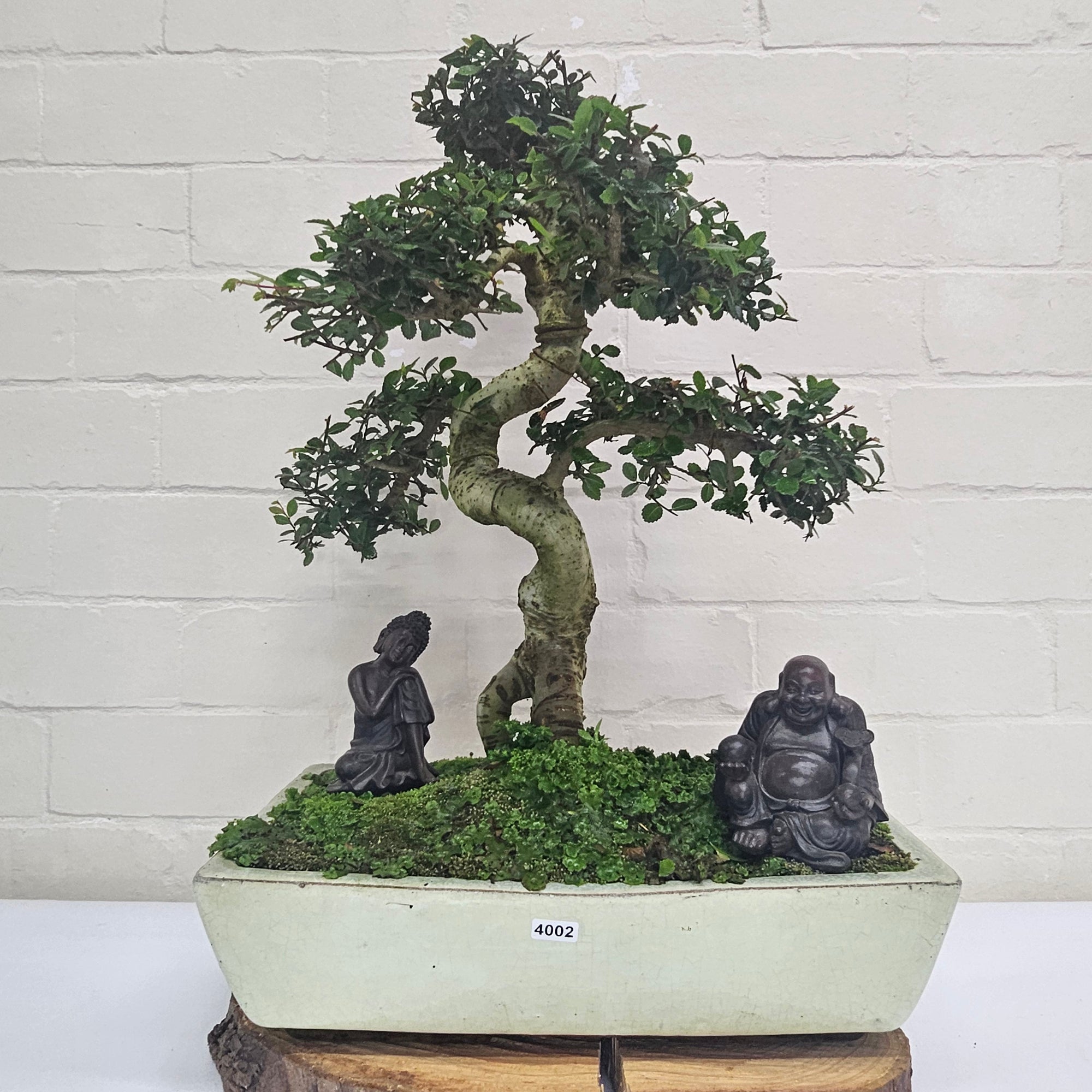 Large Chinese Elm (Ulmus Parvifolia) Bonsai Tree | Shaped | In 35cm Pot  | S251961
