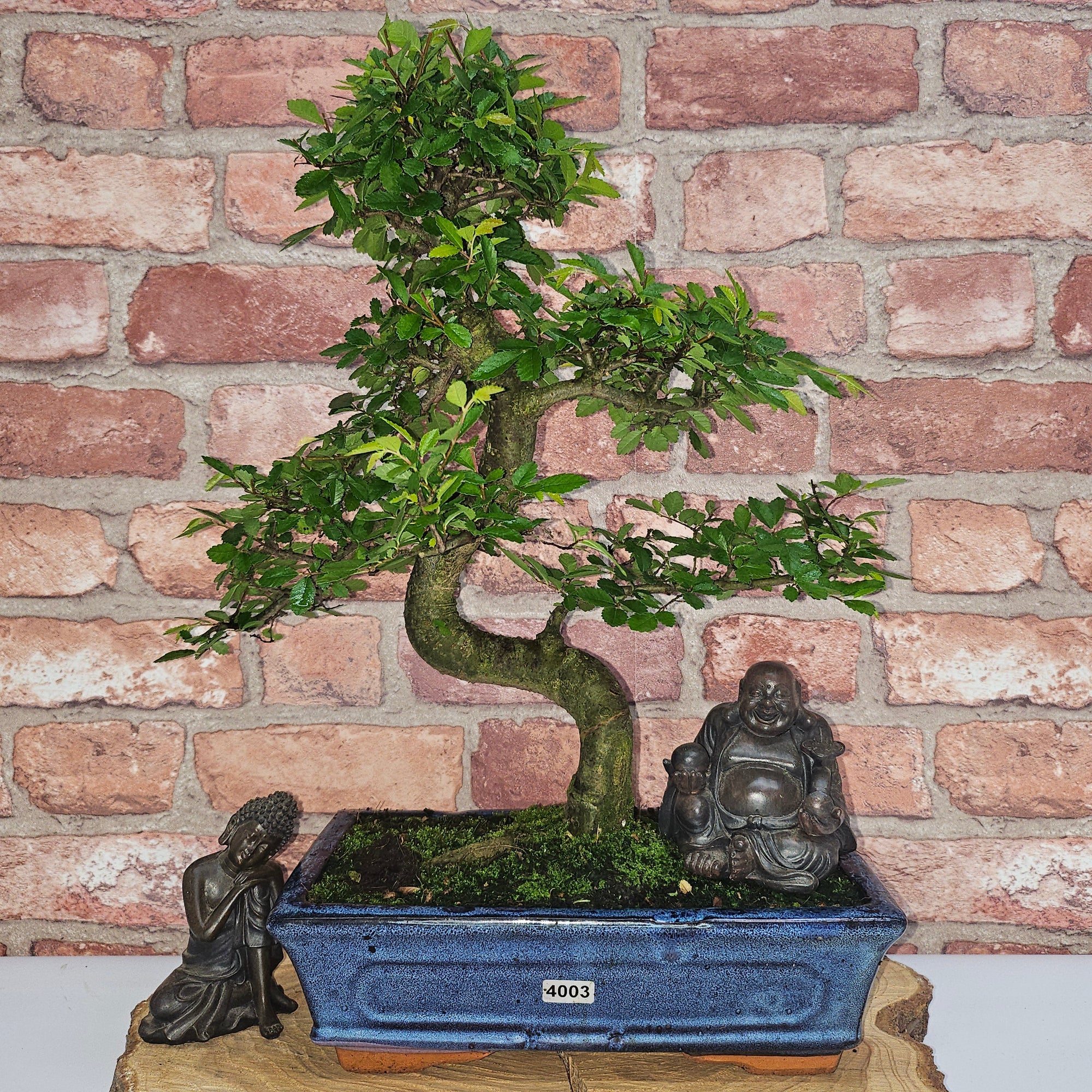 Chinese Elm (Ulmus Parvifolia) Bonsai Tree | Shaped | In 25cm Pot  | S251971