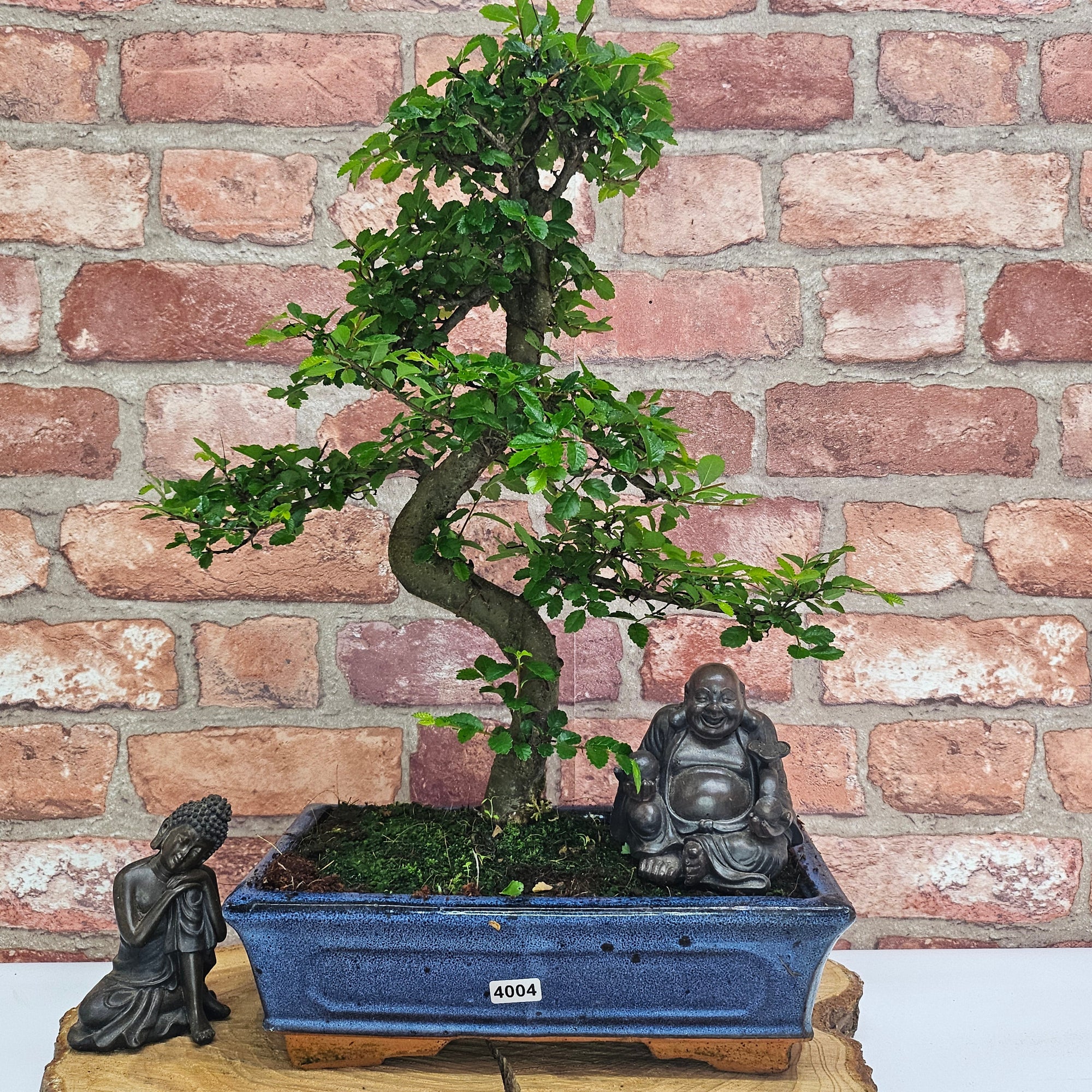 Chinese Elm (Ulmus Parvifolia) Bonsai Tree | Shaped | In 25cm Pot  | S251971