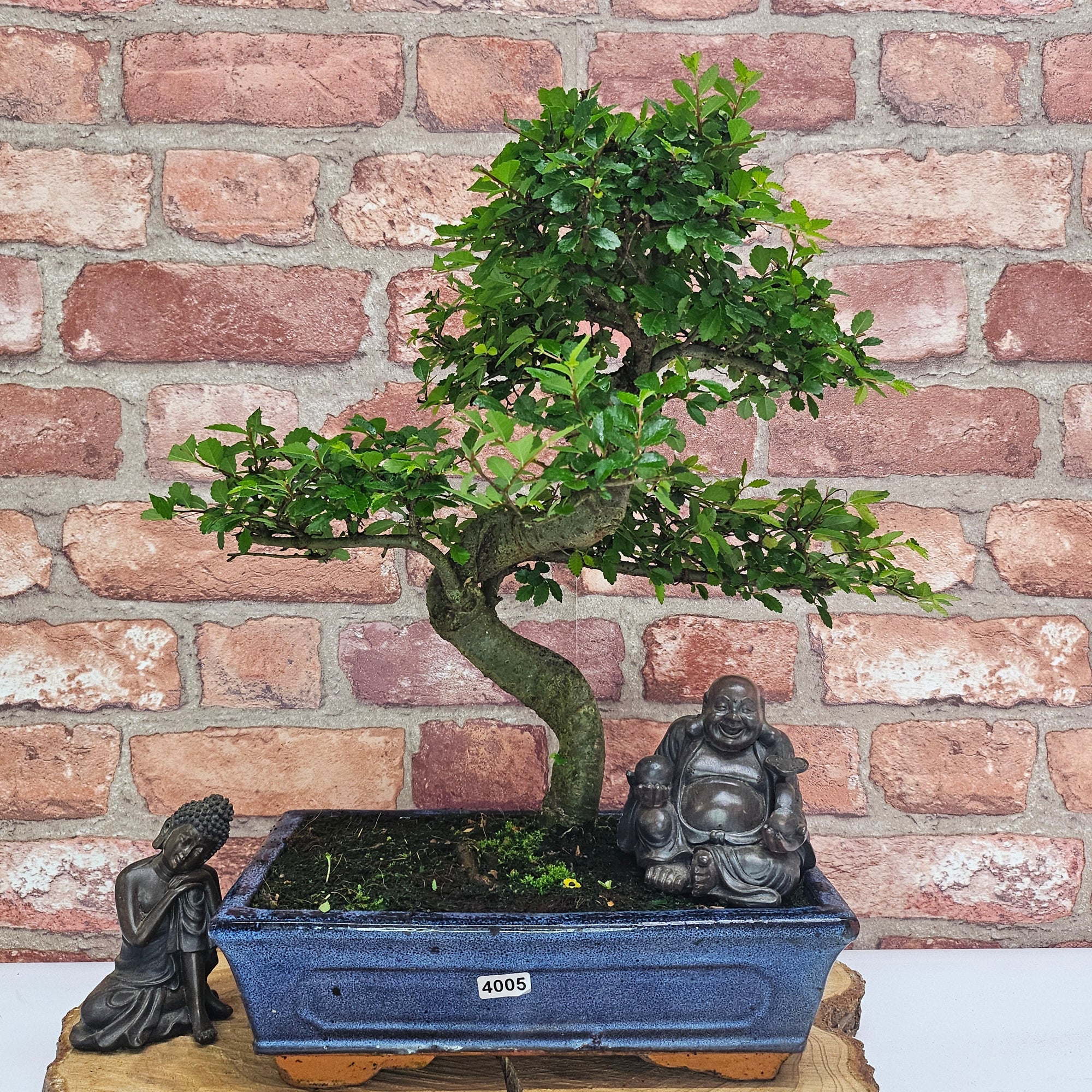 Chinese Elm (Ulmus Parvifolia) Bonsai Tree | Shaped | In 25cm Pot  | S251971