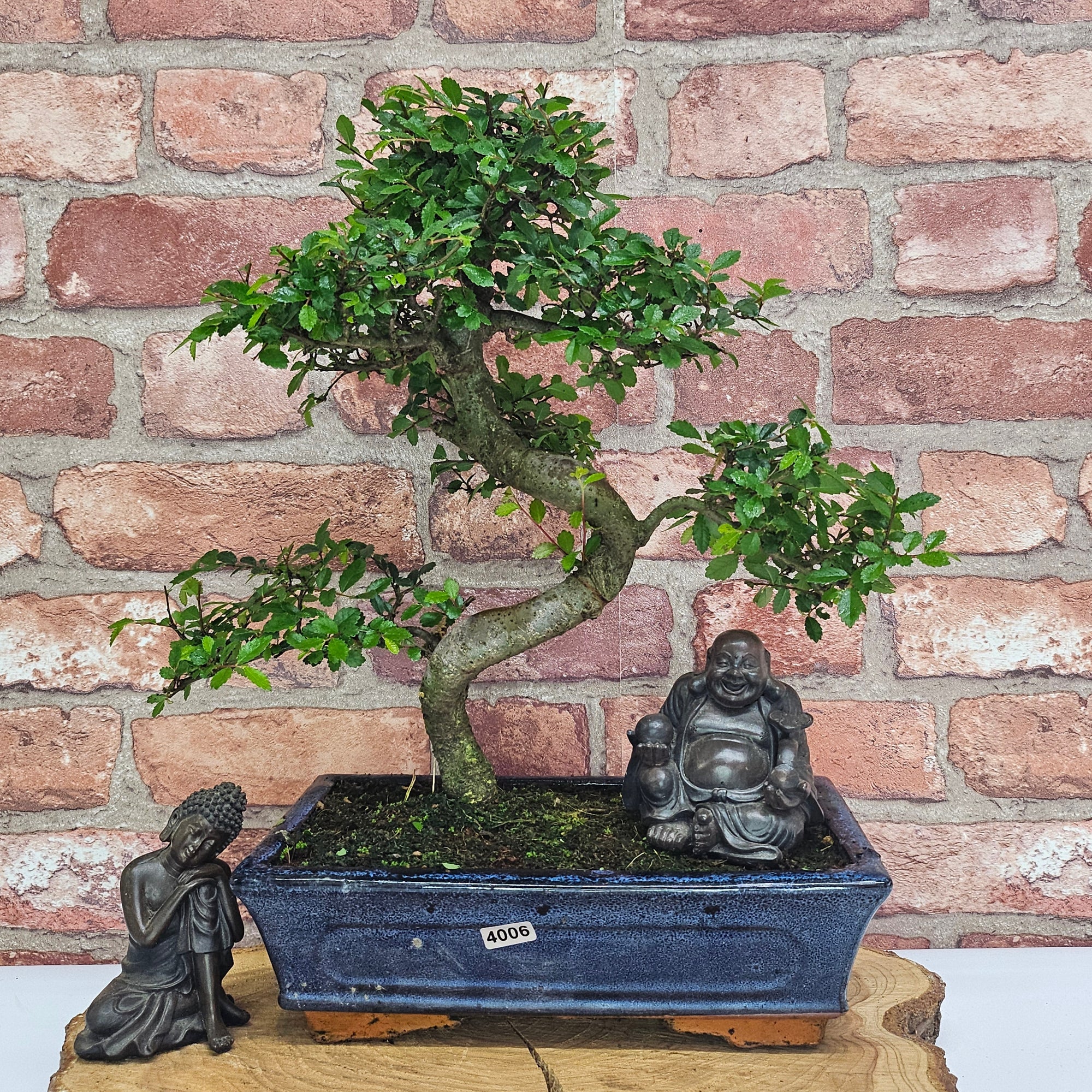 Chinese Elm (Ulmus Parvifolia) Bonsai Tree | Shaped | In 25cm Pot  | S251971