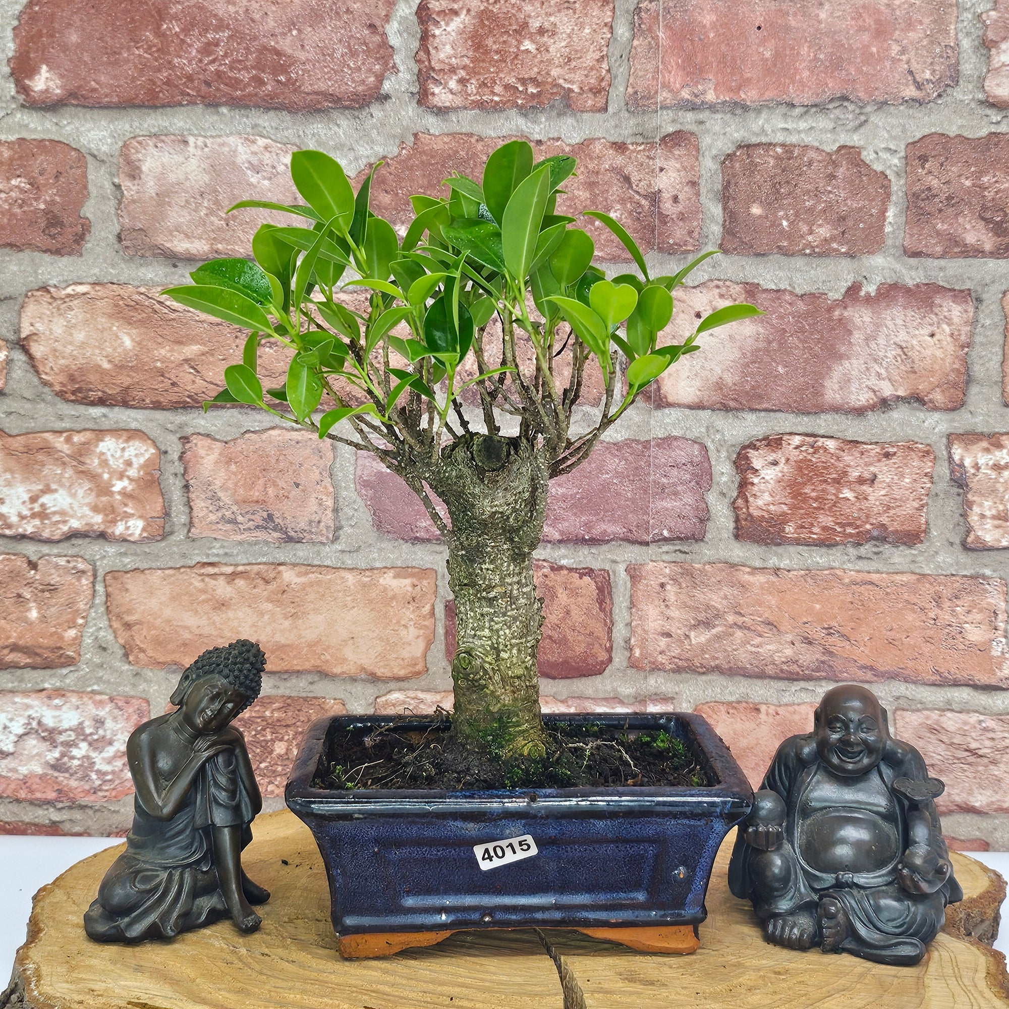 Ficus Microcarpa (Banyan Fig) Indoor Bonsai Tree | Broom | In 15cm Pot  | S251969