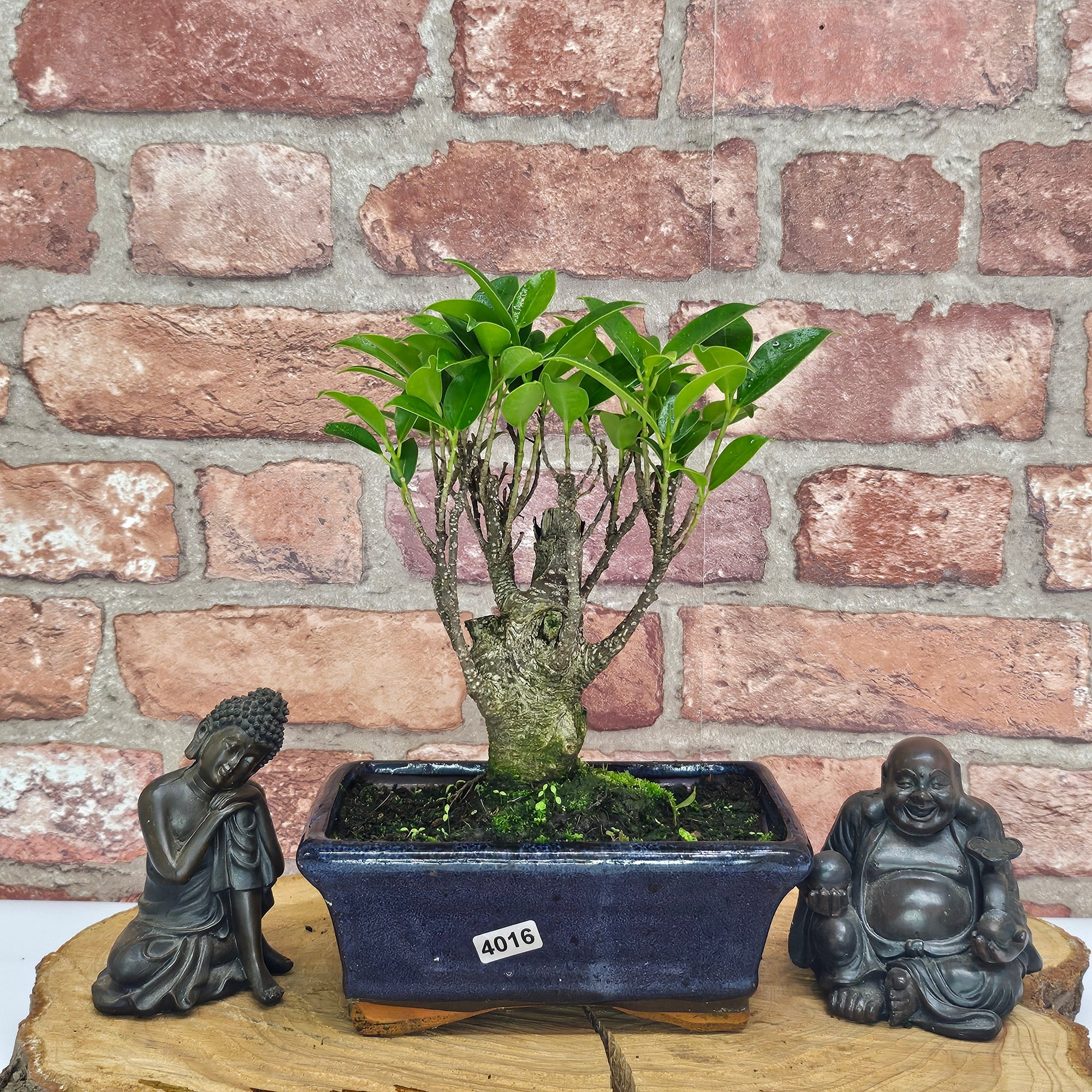 Ficus Microcarpa (Banyan Fig) Indoor Bonsai Tree | Broom | In 15cm Pot  | S251969
