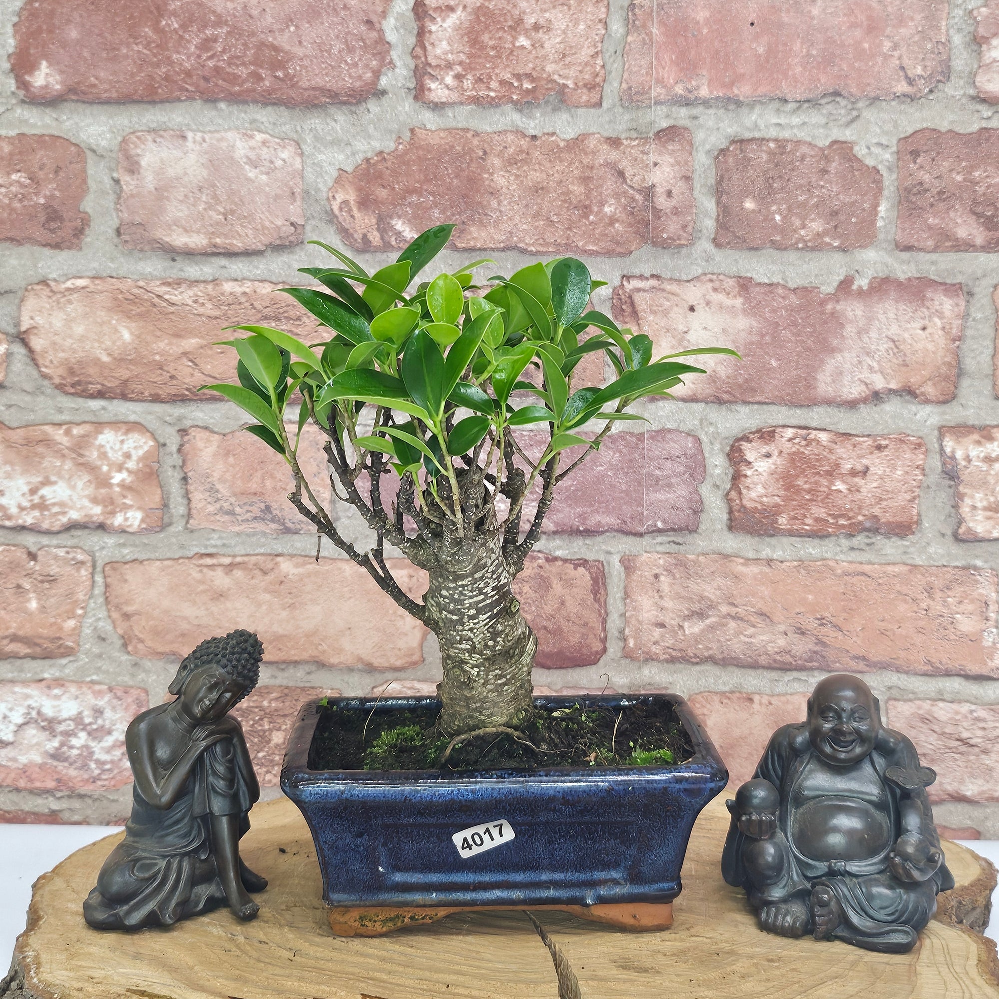 Ficus Microcarpa (Banyan Fig) Indoor Bonsai Tree | Broom | In 15cm Pot  | S251969