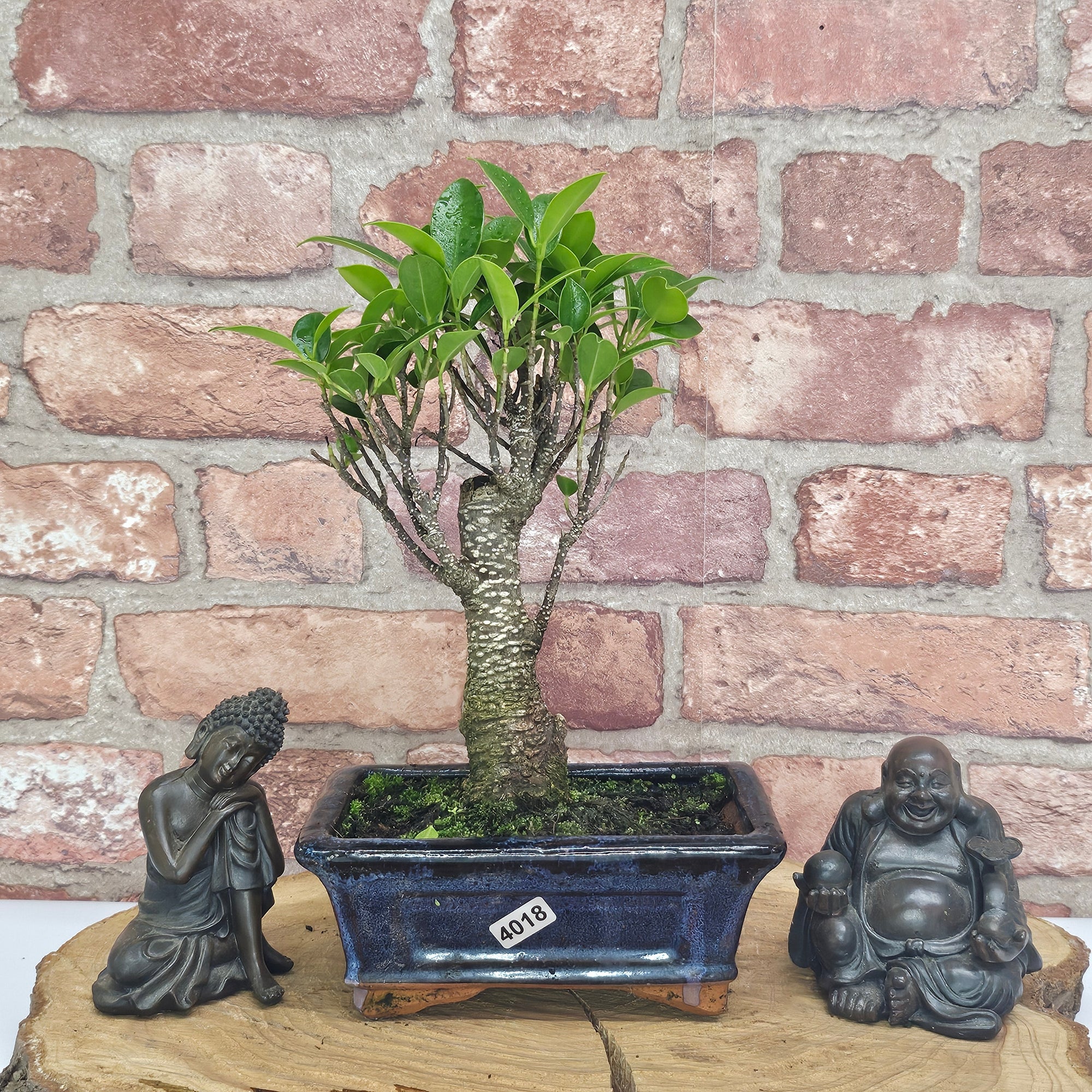 Ficus Microcarpa (Banyan Fig) Indoor Bonsai Tree | Broom | In 15cm Pot  | S251969