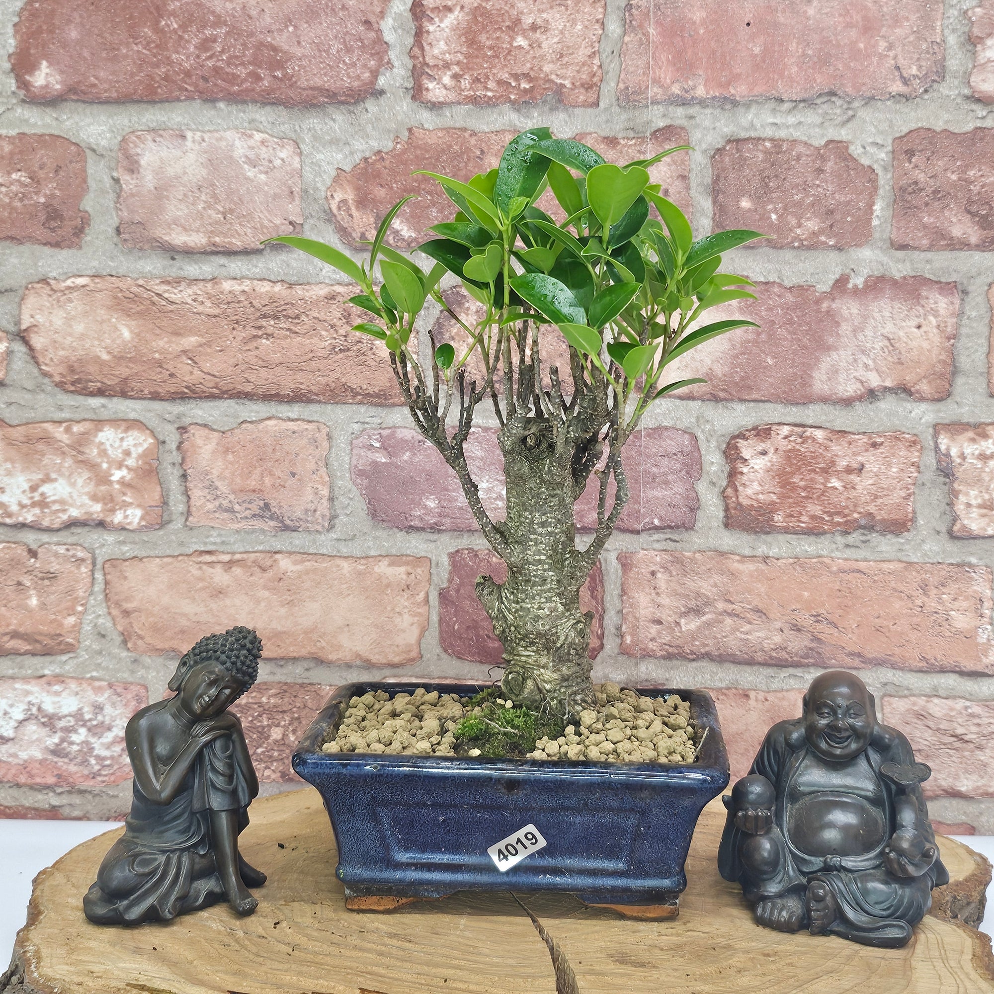 Ficus Microcarpa (Banyan Fig) Indoor Bonsai Tree | Broom | In 15cm Pot  | S251969