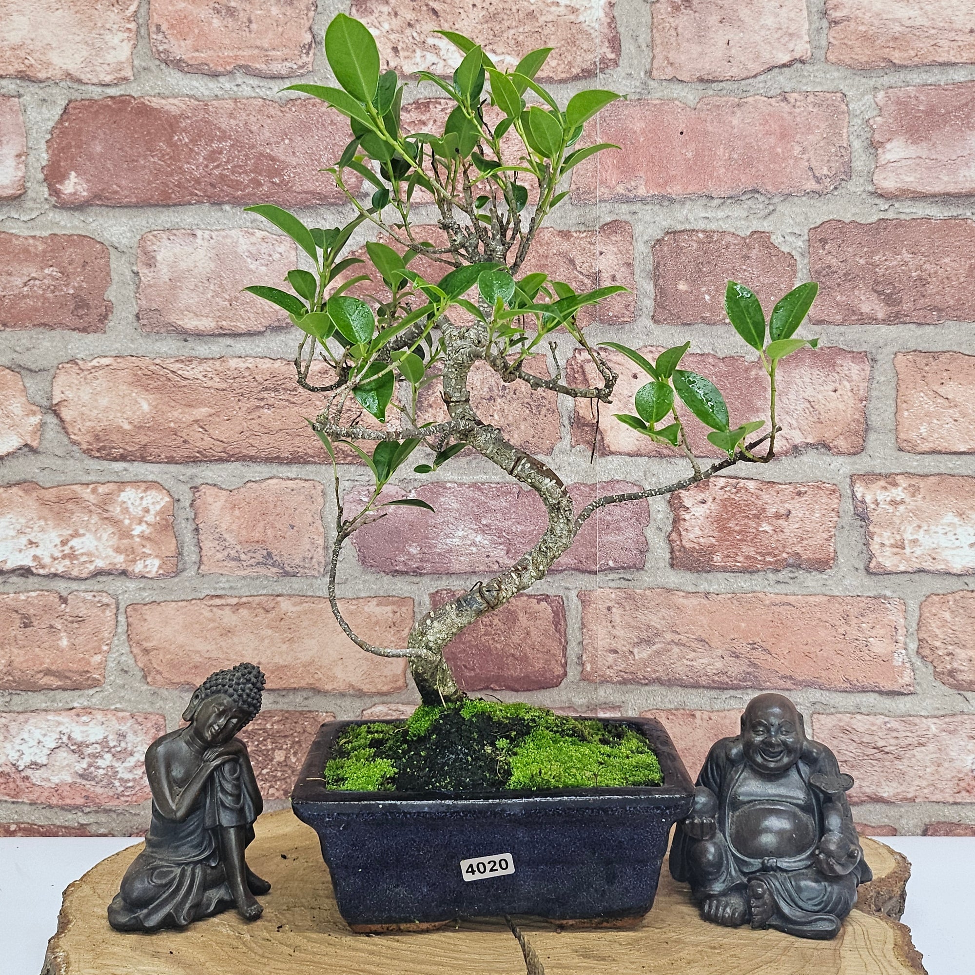 Ficus Microcarpa (Banyan Fig) Indoor Bonsai Tree | Shaped | In 15cm Pot  S25884