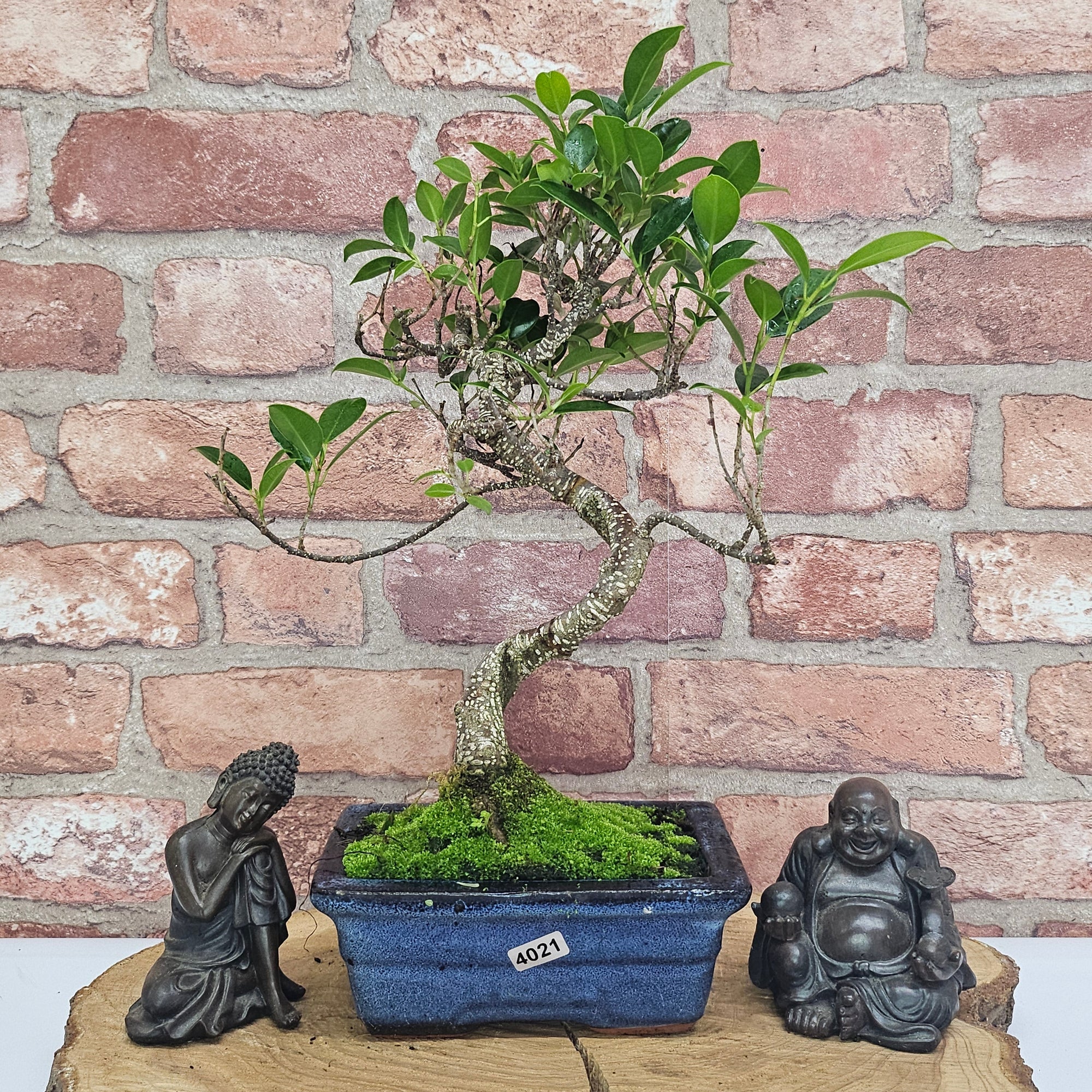 Ficus Microcarpa (Banyan Fig) Indoor Bonsai Tree | Shaped | In 15cm Pot  S25884